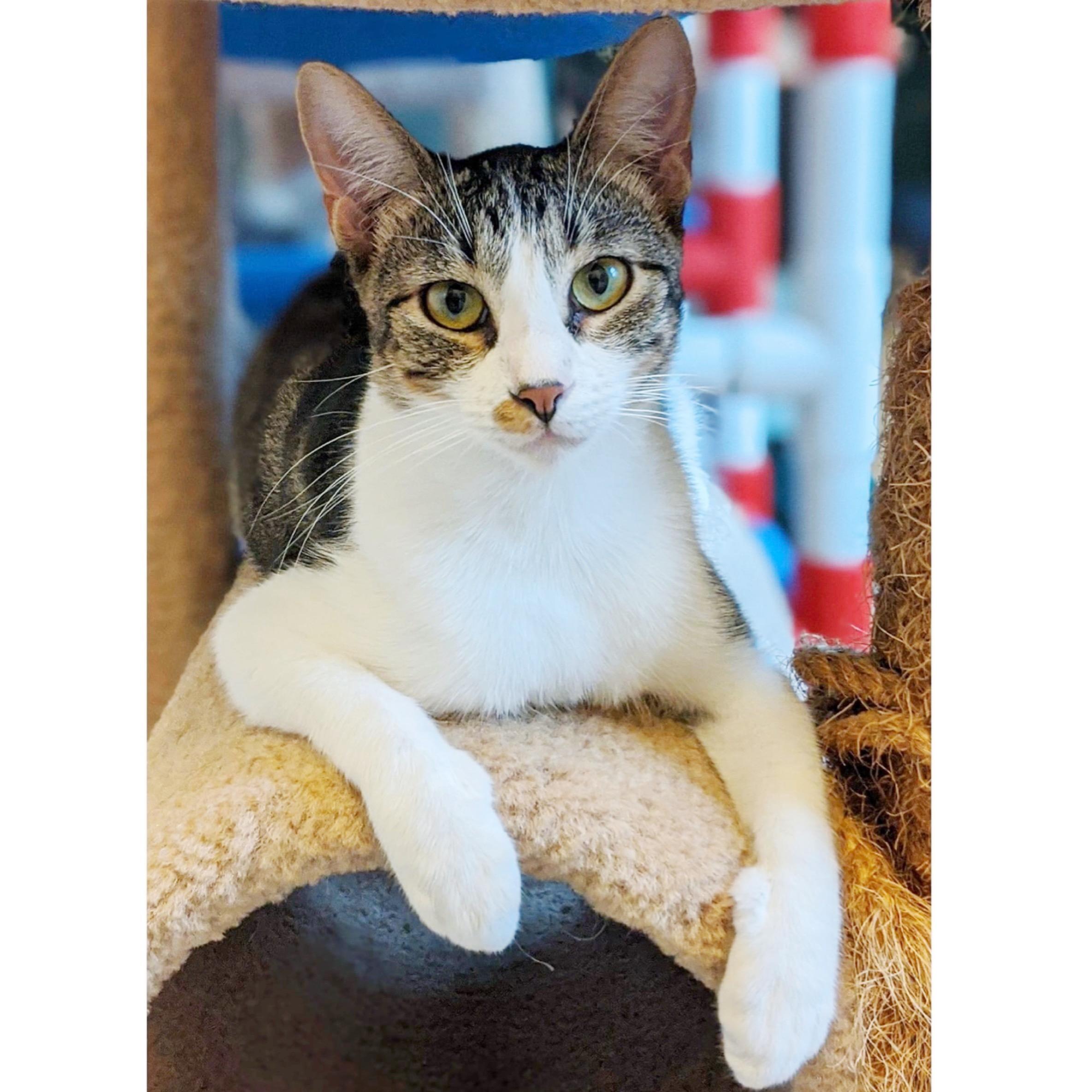 Biscotti, Adoptable, Adult Male Domestic Short Hair & Tabby.