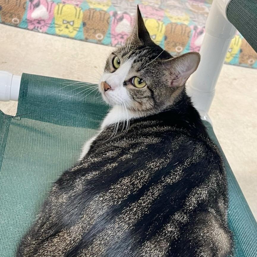 Biscotti, a Adoptable mixed breed in Kingwood, TX image 6/6