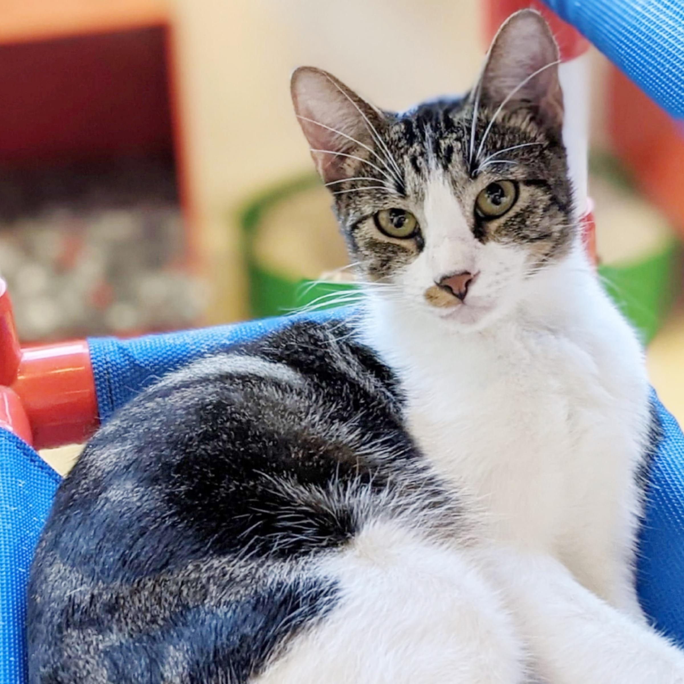 Biscotti, an adoptable Domestic Short Hair, Tabby in Kingwood, TX, 77325 | Photo Image 2