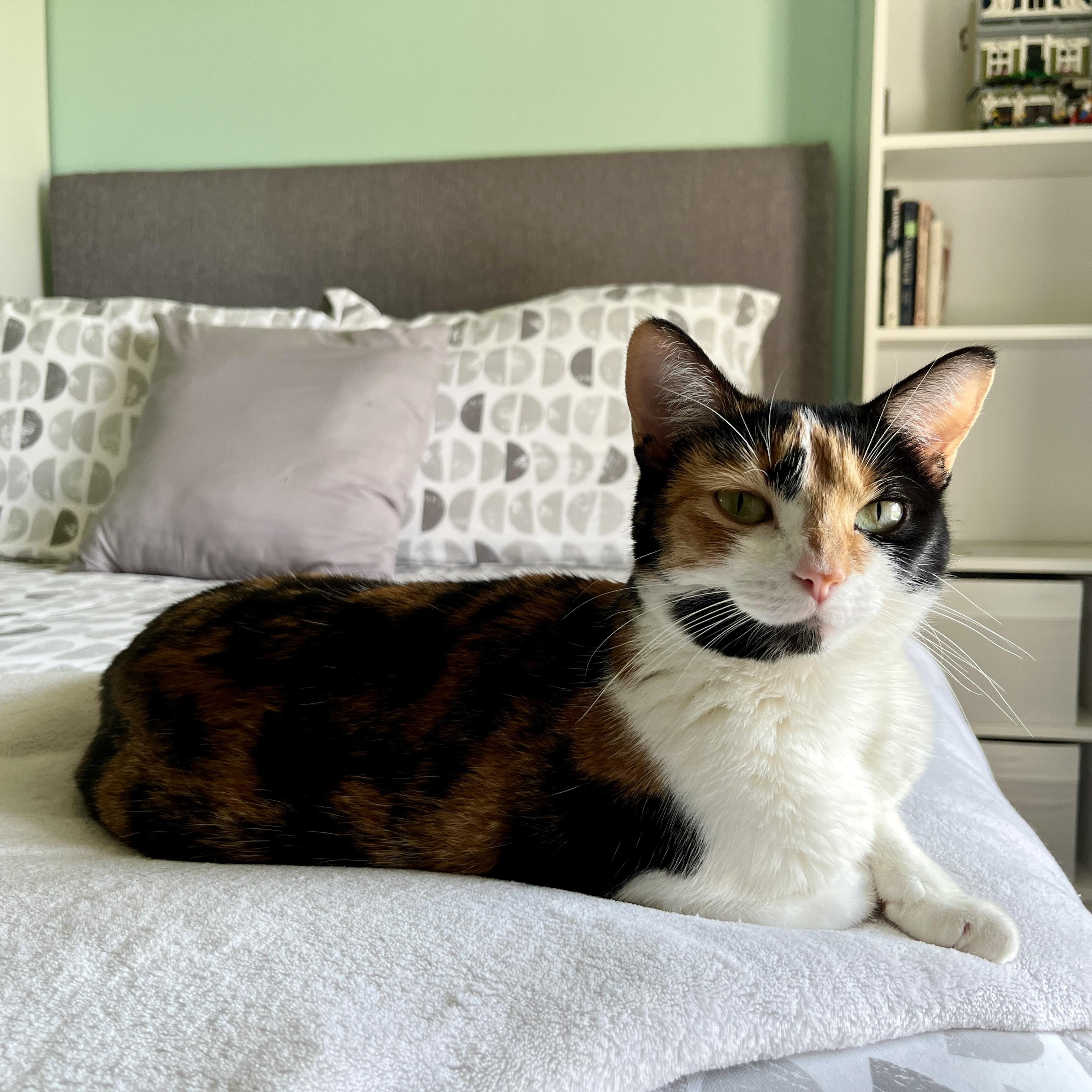 Scotch, Adult Female unknown