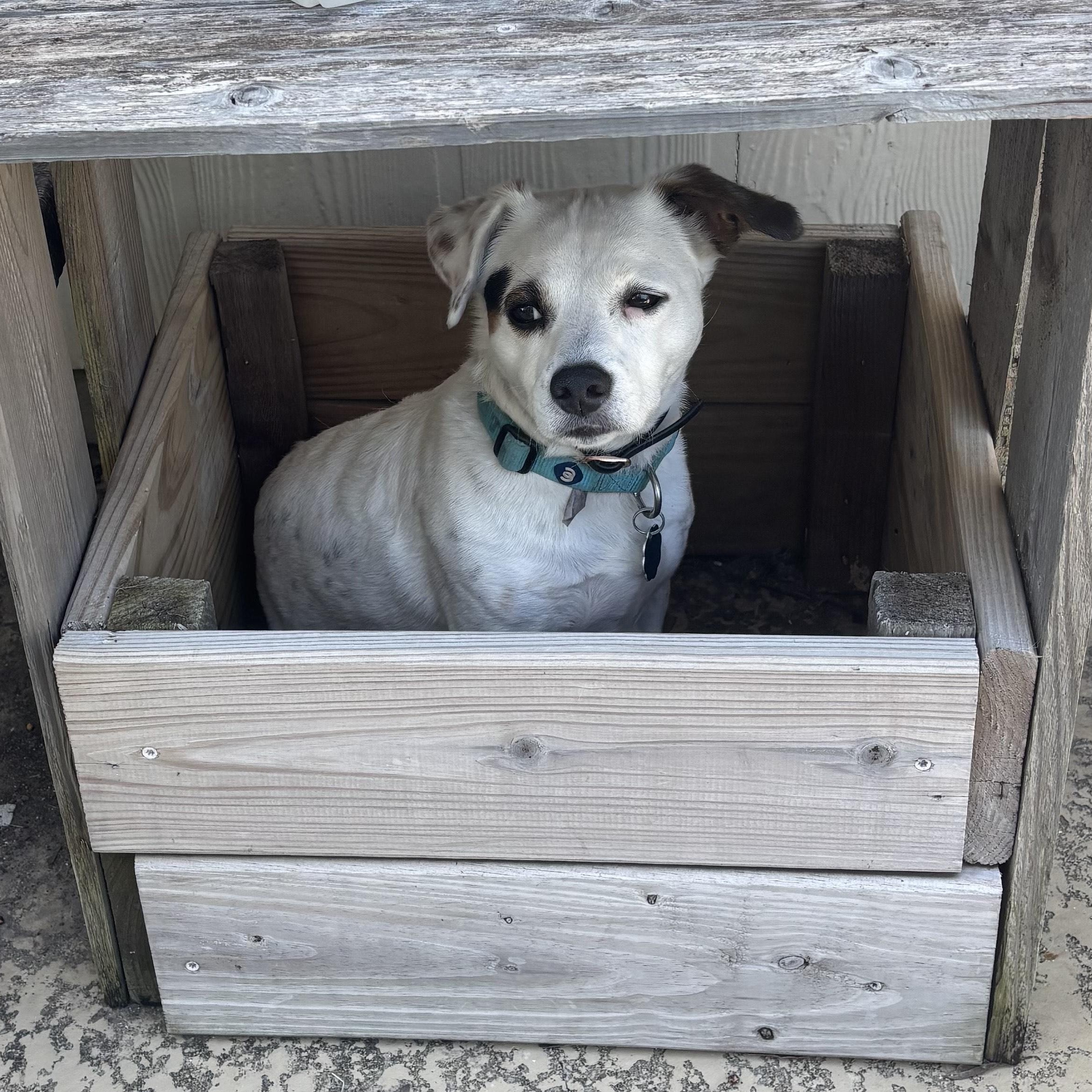 Petey (public rehoming), Adoptable, Senior Male Jack Russell Terrier.