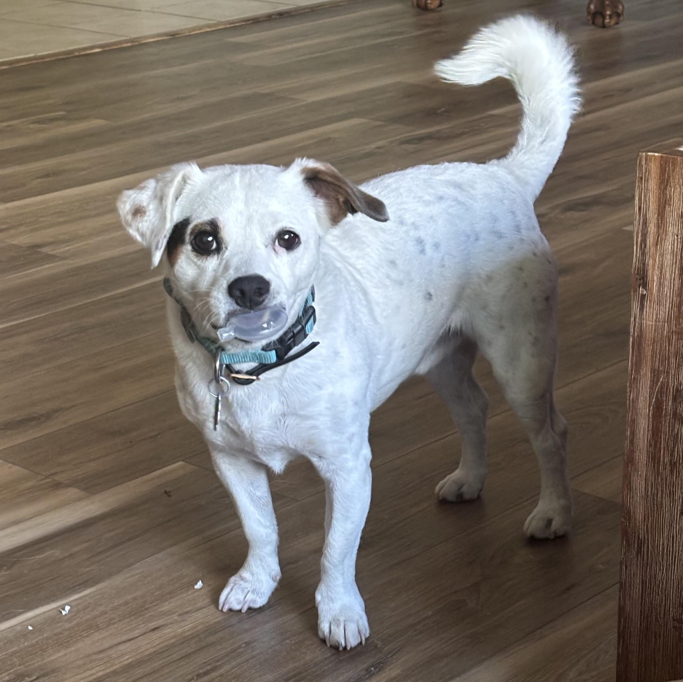 Enlarge Petey (public rehoming), a Adoptable mixed breed in Austin, TX image 2/4