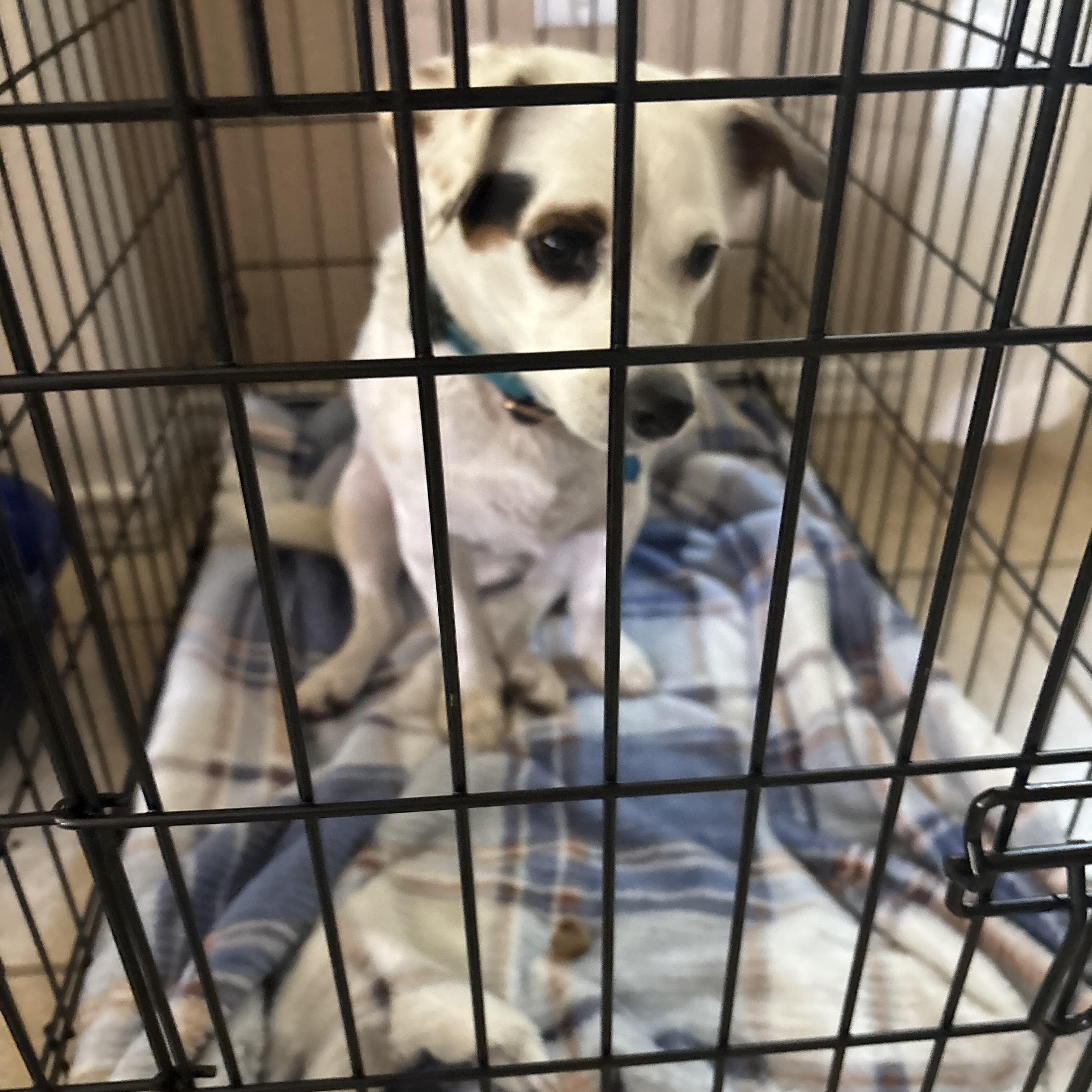 Enlarge Petey (public rehoming), a Adoptable mixed breed in Austin, TX image 3/4