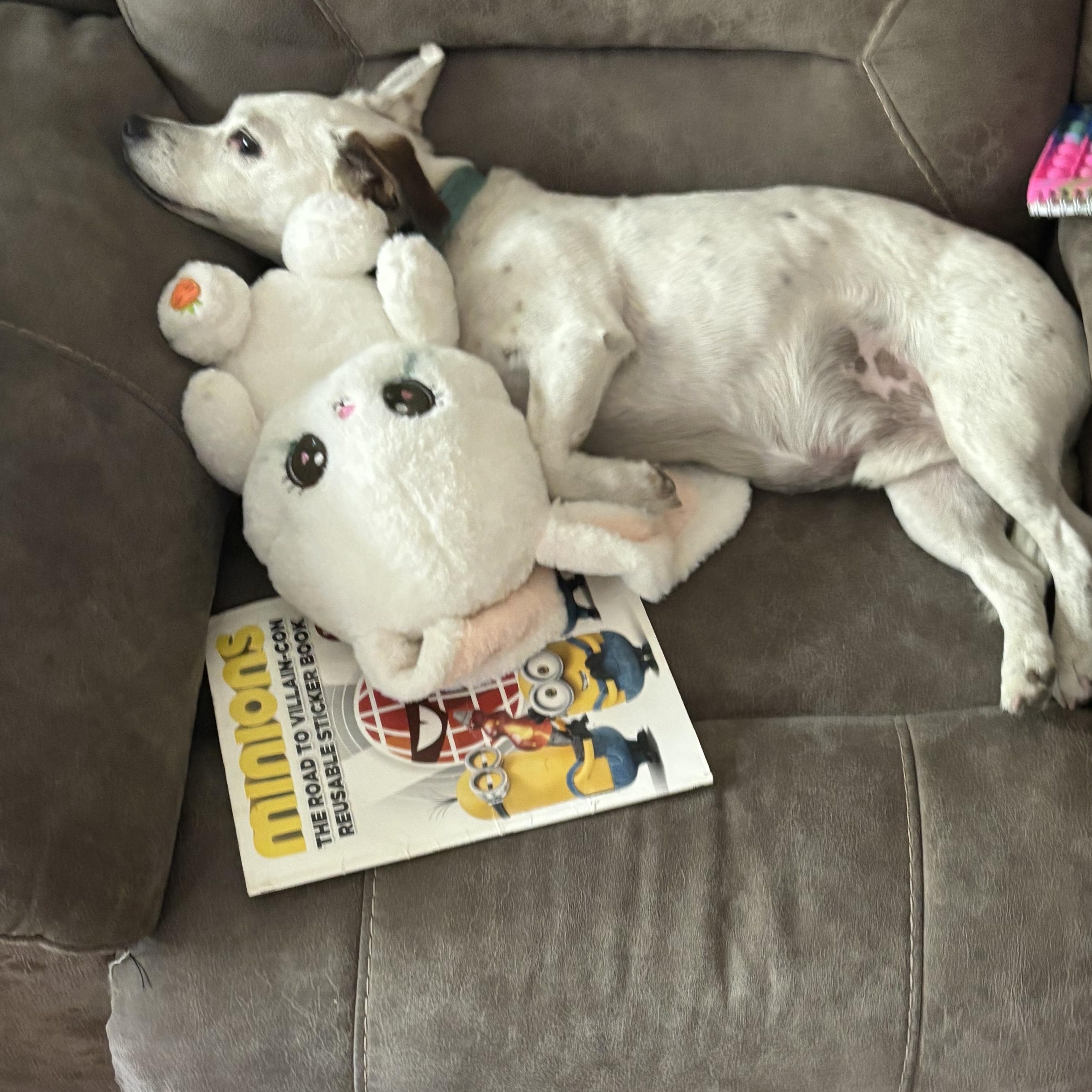 Enlarge Petey (public rehoming), a Adoptable mixed breed in Austin, TX image 4/4