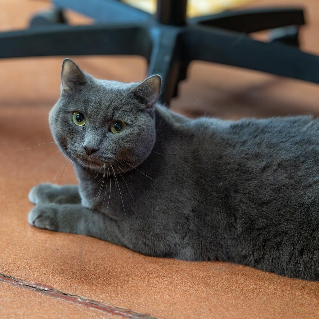 Cosmo, Adoptable, Adult Male Domestic Short Hair.