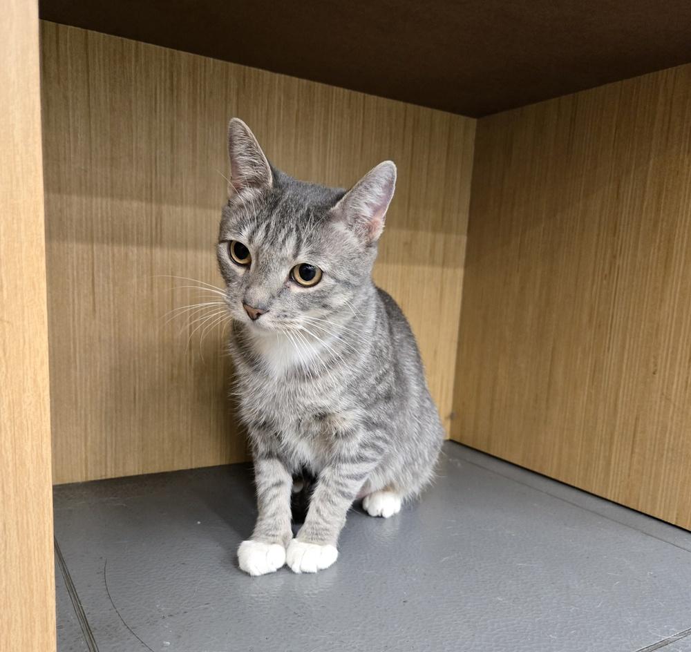 Reina, a Adoptable mixed breed in Wheaton, IL image 1/6