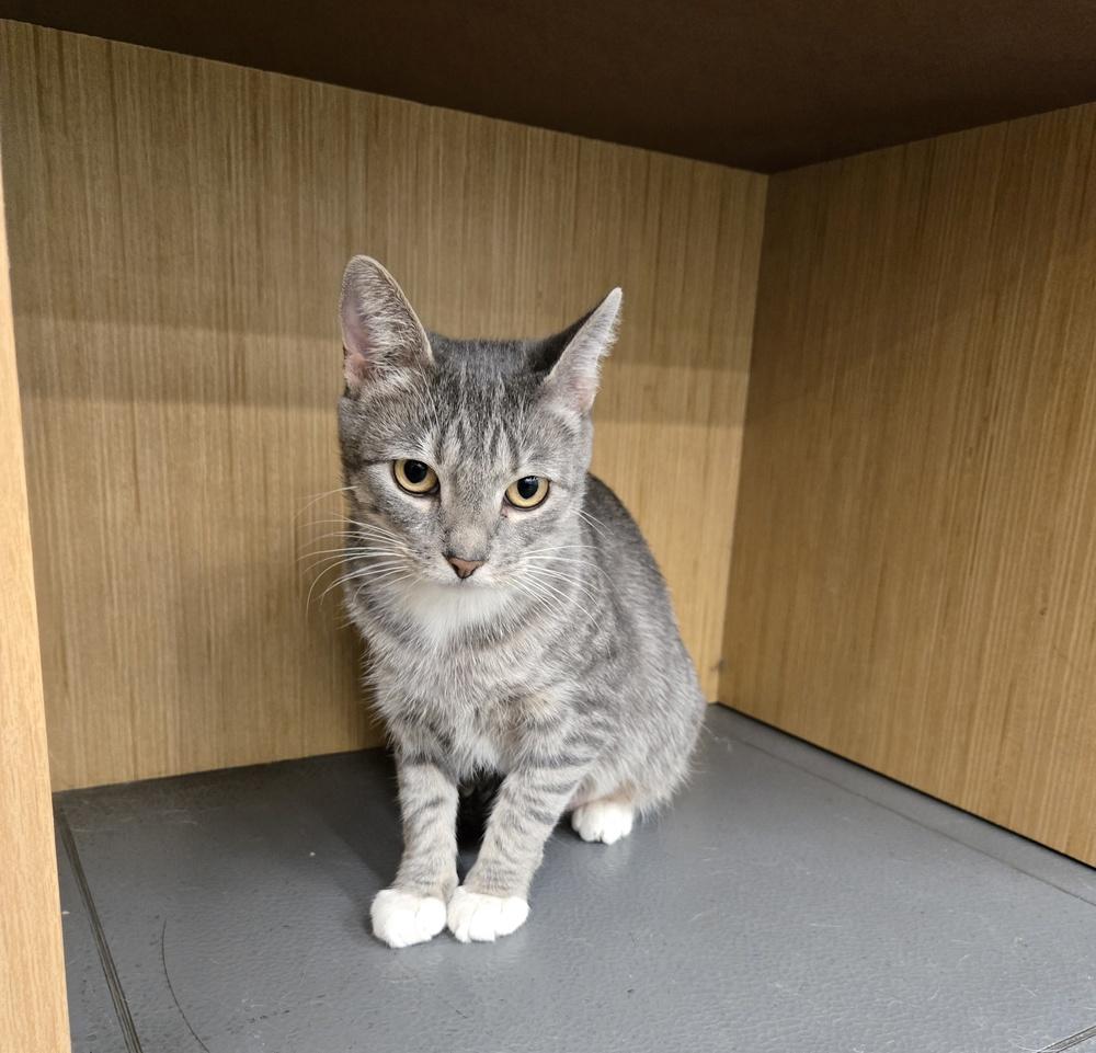 Reina, a Adoptable mixed breed in Wheaton, IL image 2/6