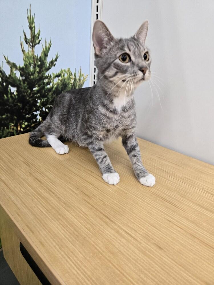 Reina, a Adoptable mixed breed in Wheaton, IL image 3/6