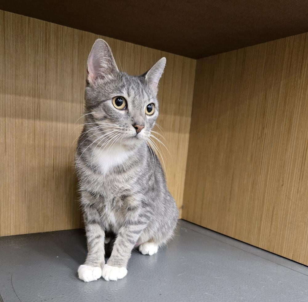 Reina, a Adoptable mixed breed in Wheaton, IL image 4/6