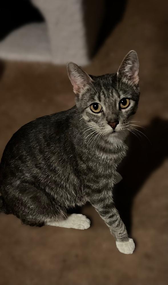 Reina, a Adoptable mixed breed in Wheaton, IL image 5/6