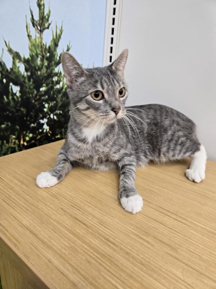 Reina, a Adoptable mixed breed in Wheaton, IL image 6/6