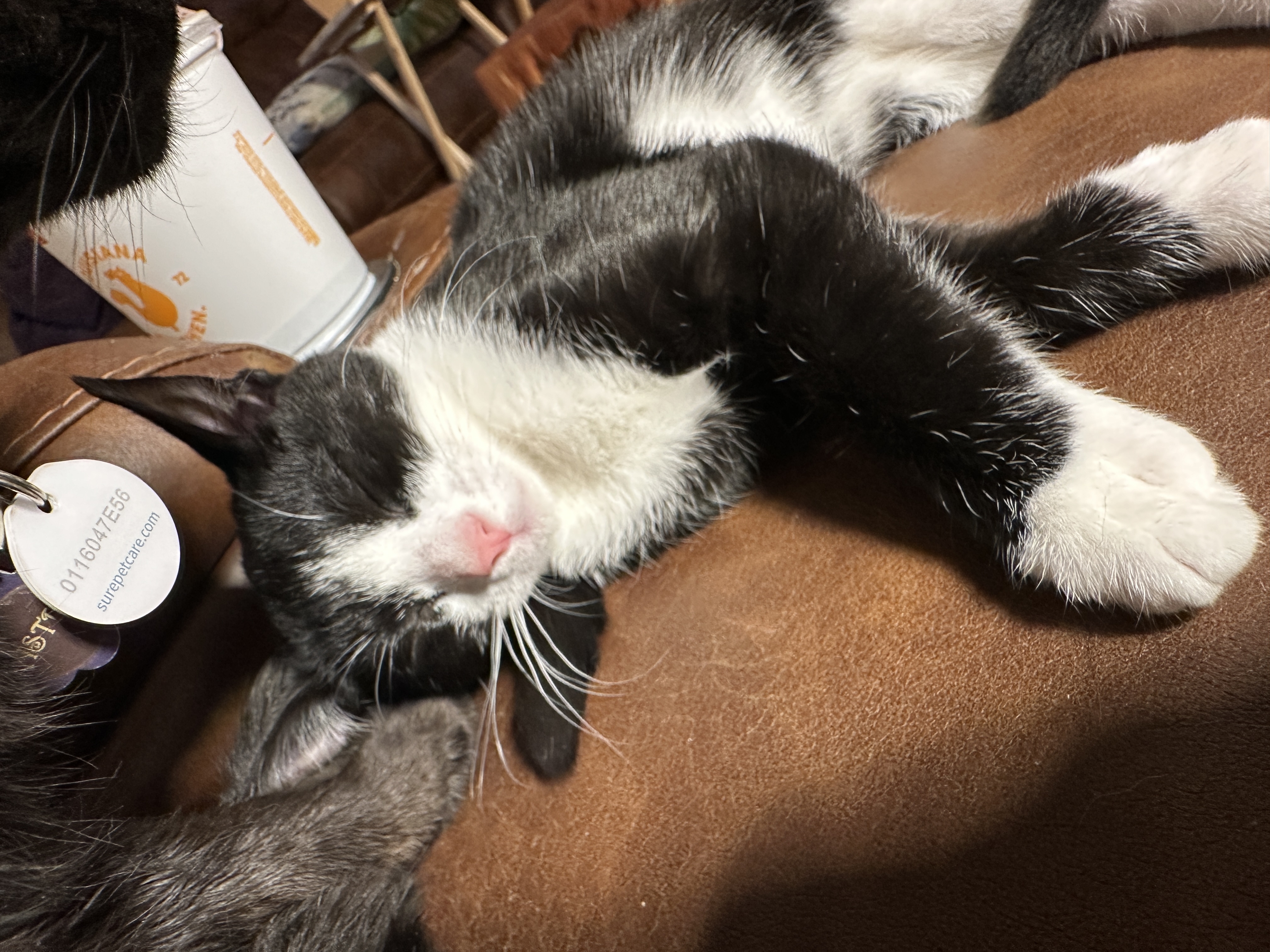 Enlarge Milan, a Adoptable Domestic Short Hair in Suffolk, VA image 2/6