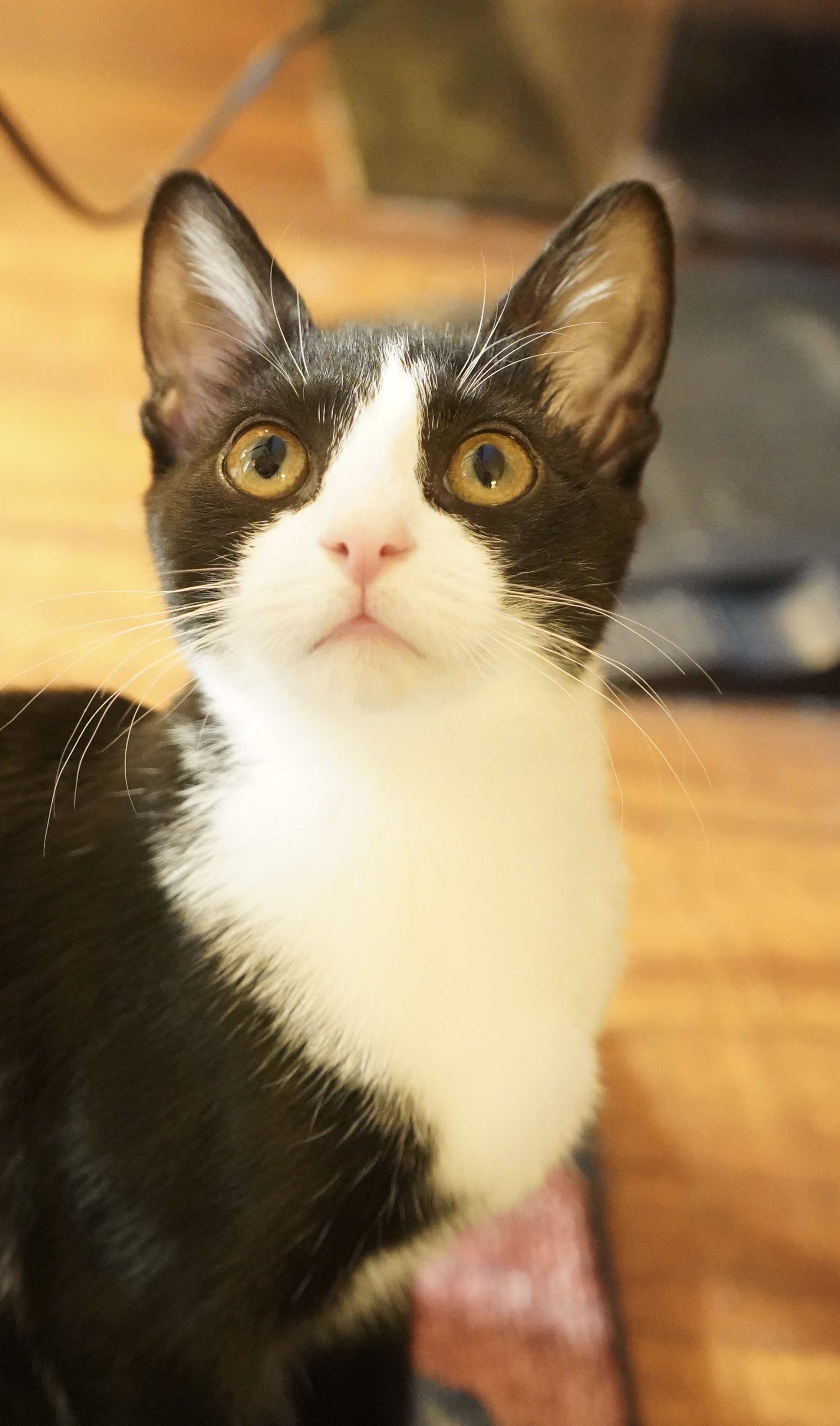 Enlarge Milan, a Adoptable Domestic Short Hair in Suffolk, VA image 3/6