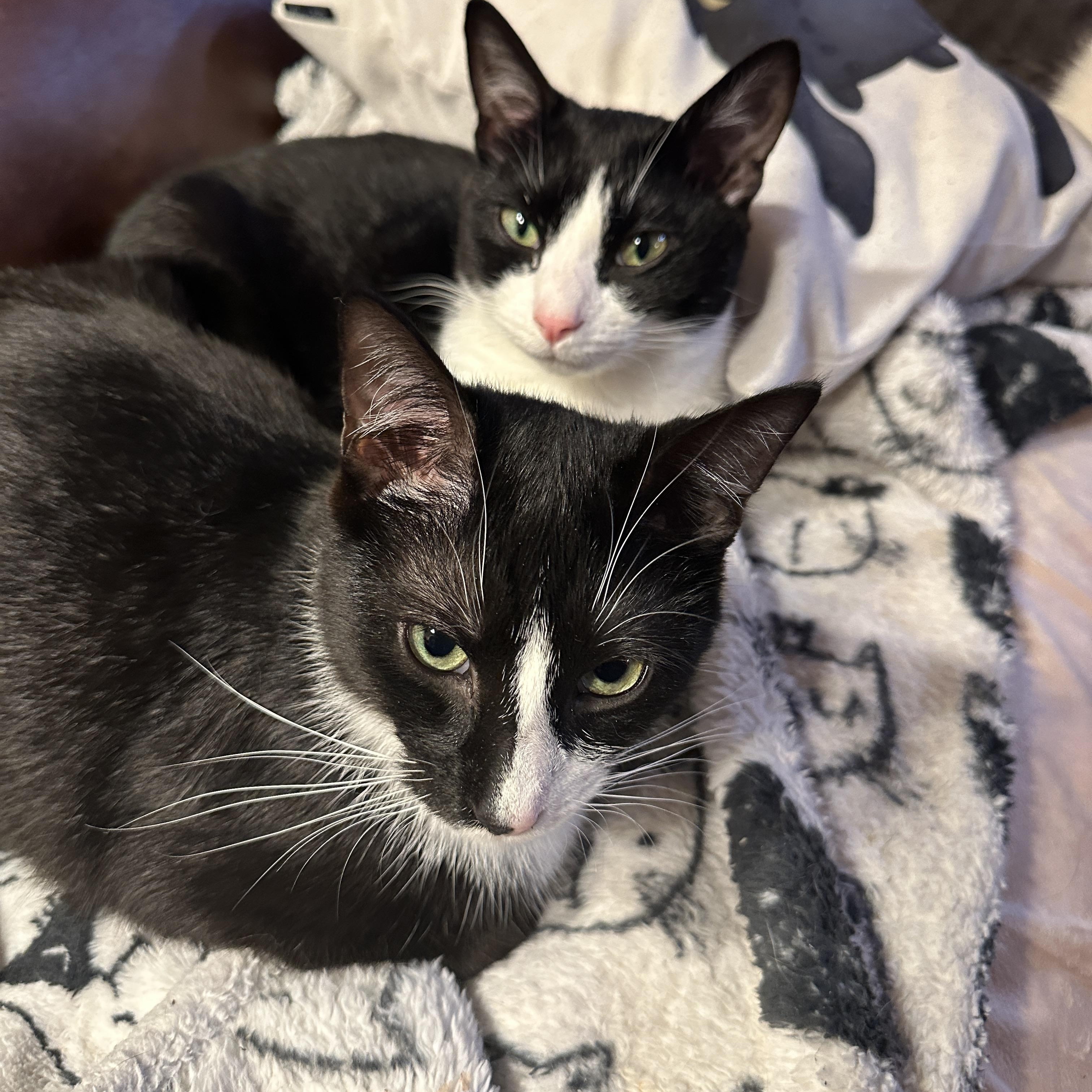 Enlarge Milan, a Adoptable Domestic Short Hair in Suffolk, VA image 6/6