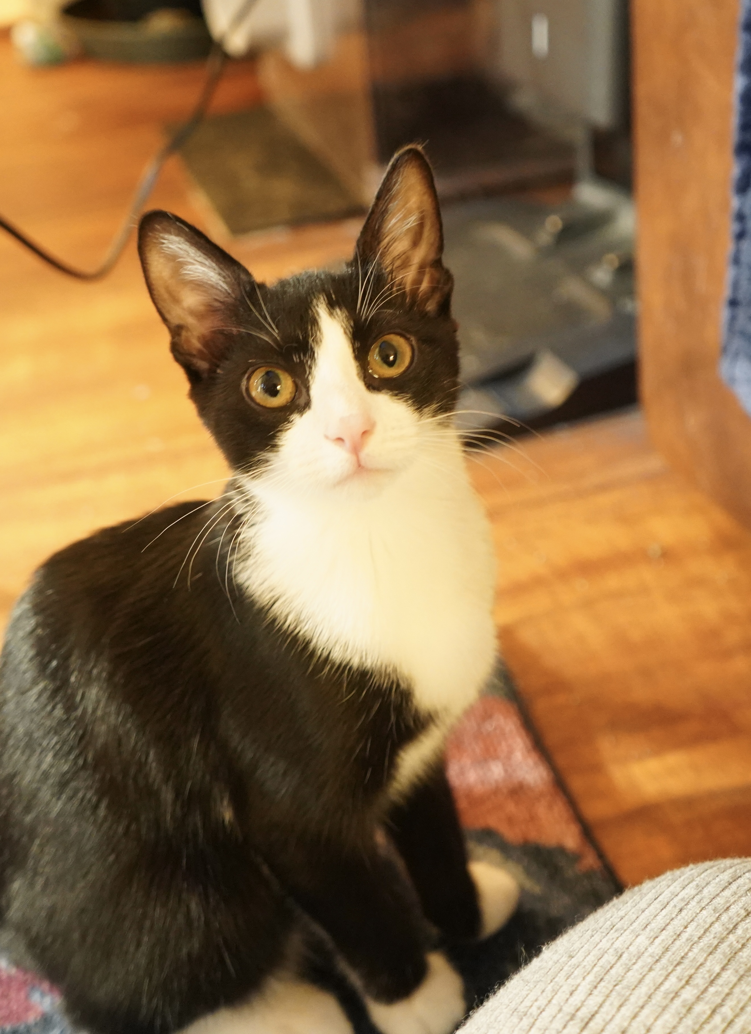 Enlarge Milan, a Adoptable Domestic Short Hair in Suffolk, VA image 4/6