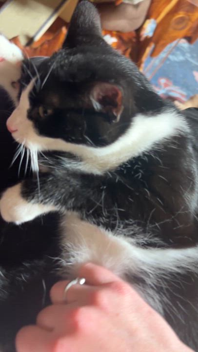 Enlarge Milan, a Adoptable Domestic Short Hair in Suffolk, VA video 1/6