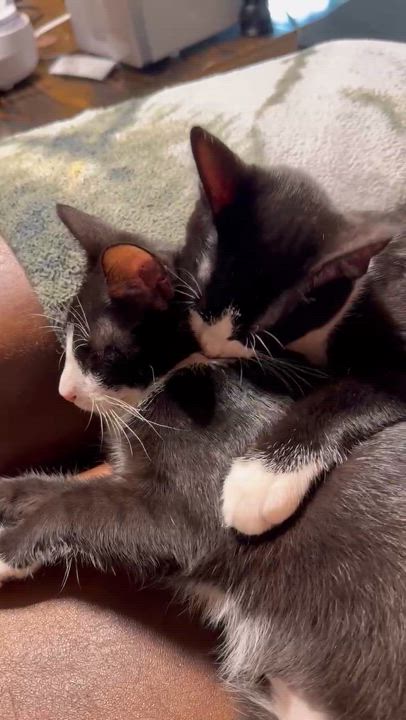 Enlarge Milan, a Adoptable Domestic Short Hair in Suffolk, VA video 5/6