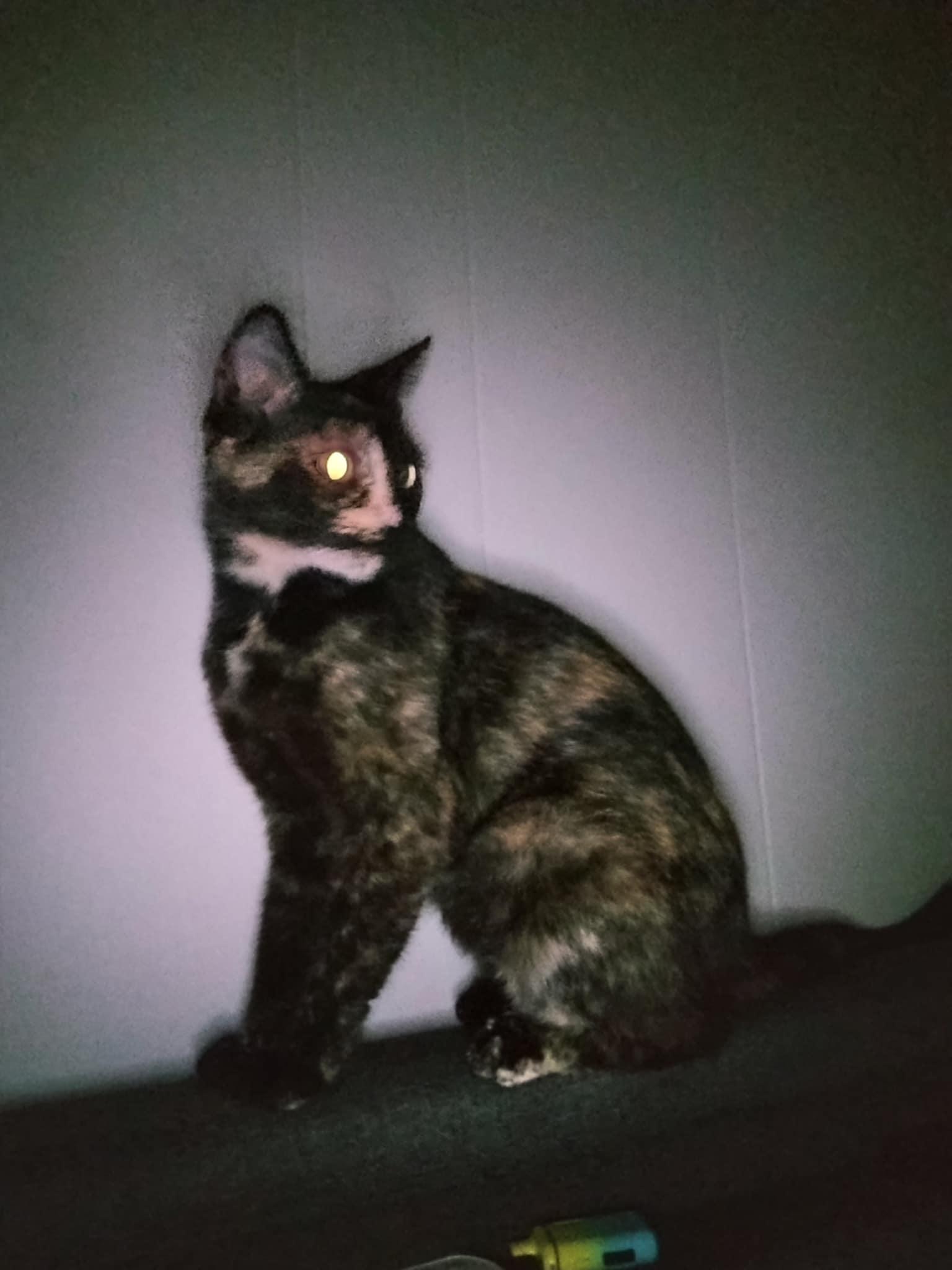 Enlarge Coco, a Adoptable Tortoiseshell in Murrells Inlet, SC image 1/2