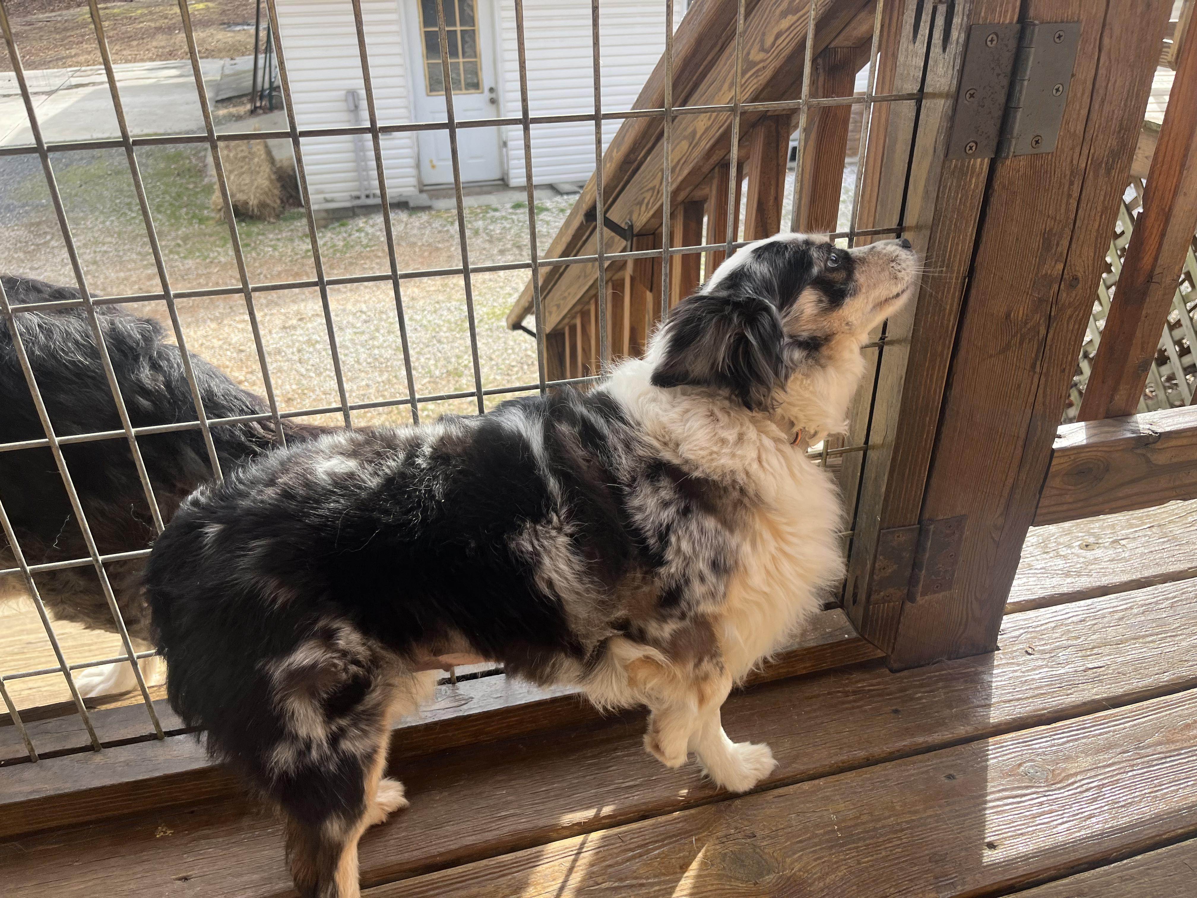 DIXIE, an adoptable Australian Shepherd in Chicopee, MA image 3/4