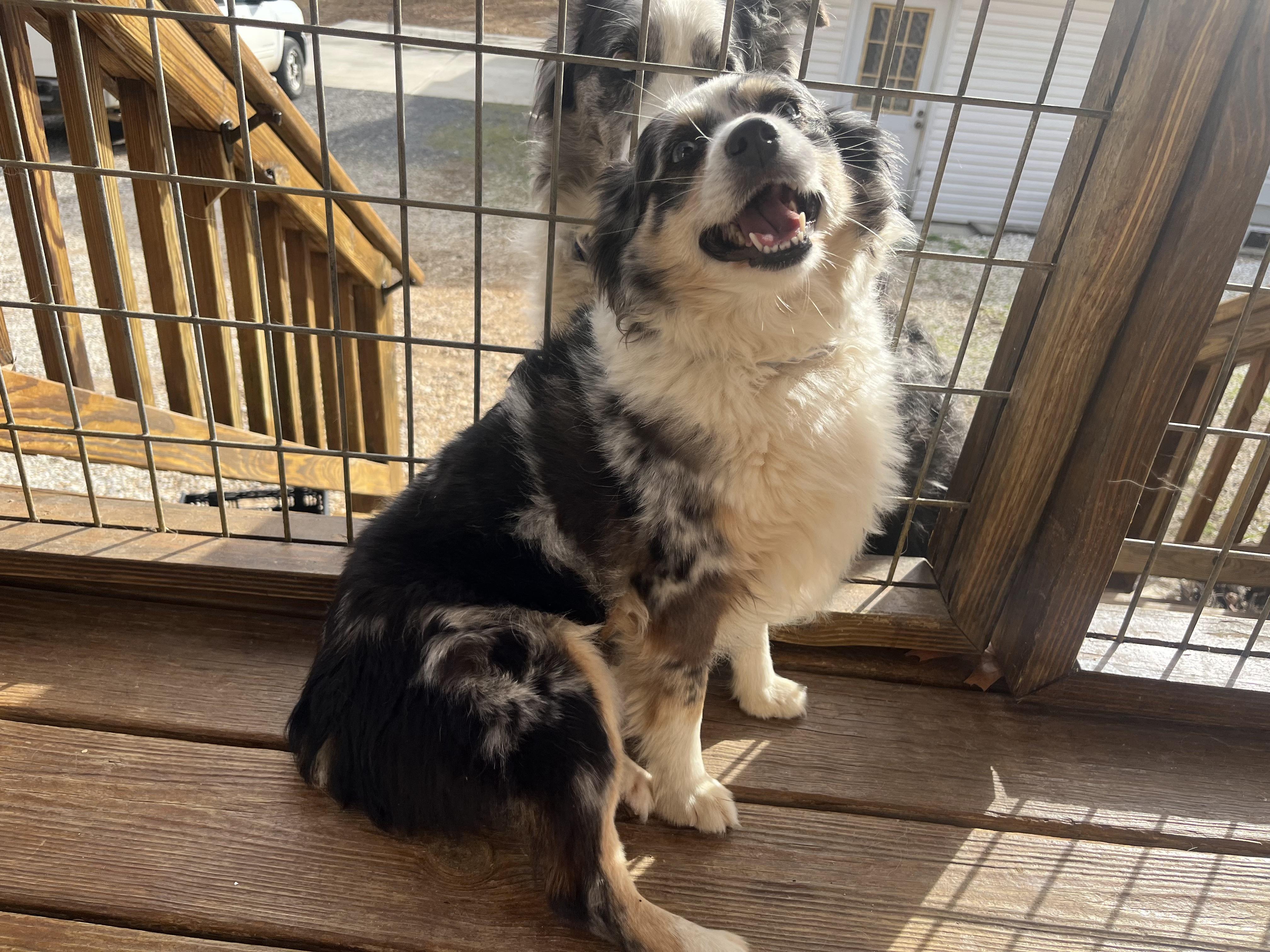 DIXIE, an adoptable Australian Shepherd in Chicopee, MA image 2/4