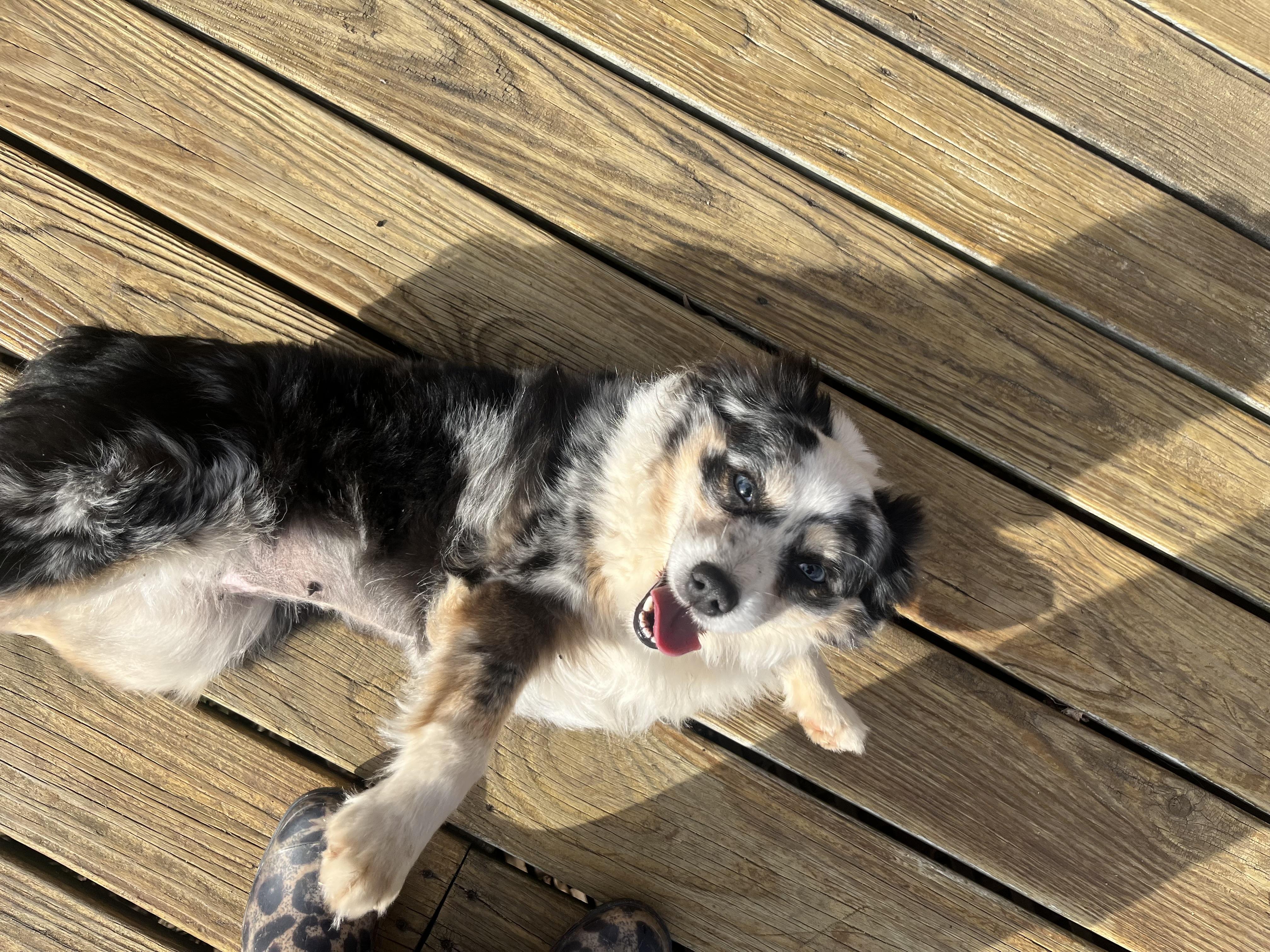 DIXIE, an adoptable Australian Shepherd in Chicopee, MA image 4/4