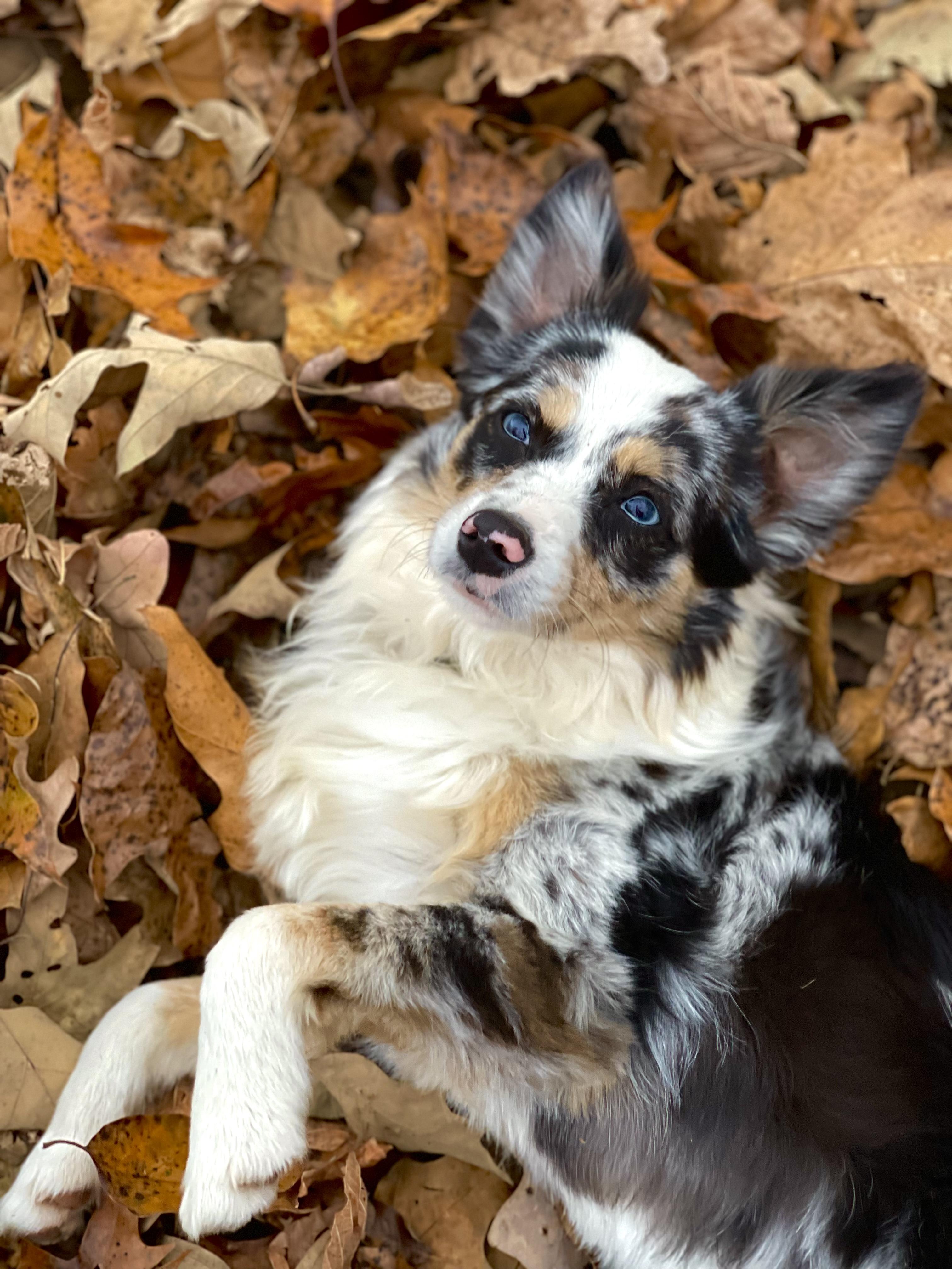 DIXIE, adoptable, Adult Female Australian Shepherd.