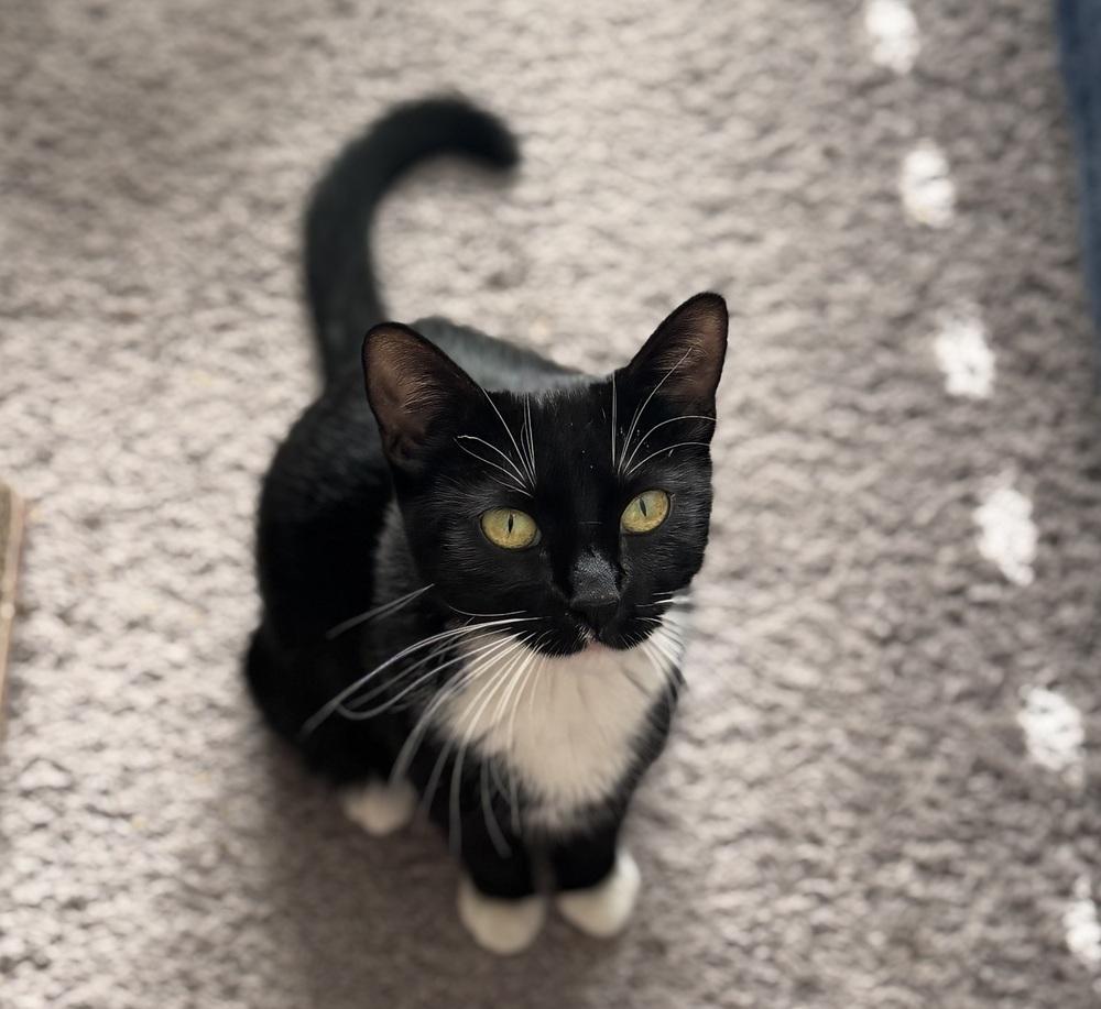 Penelope, Adoptable, Adult Female Domestic Short Hair.