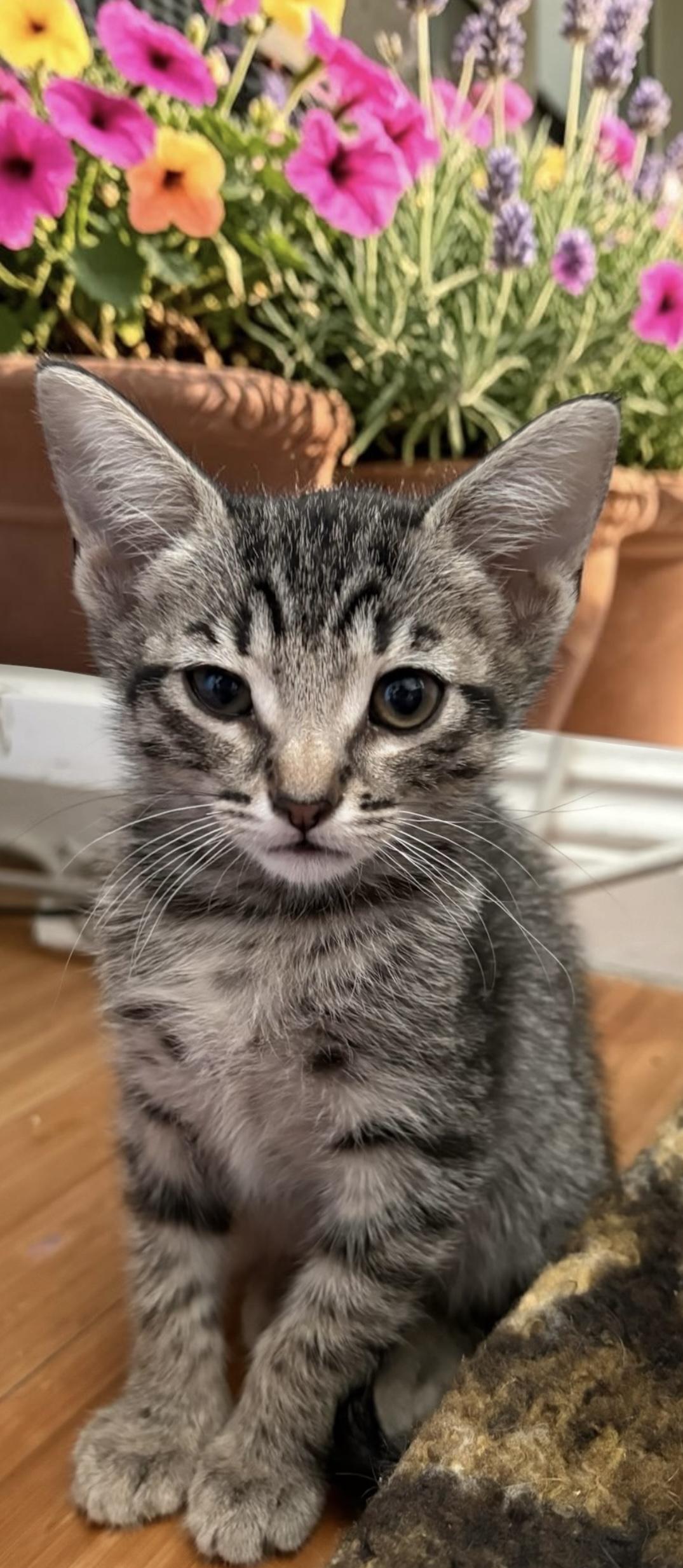 Abby, ADOPTABLE, Kitten Female Domestic Short Hair.