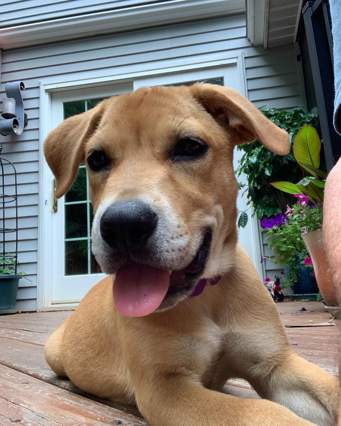 Velma, ADOPTABLE, Puppy Female Labrador Retriever.