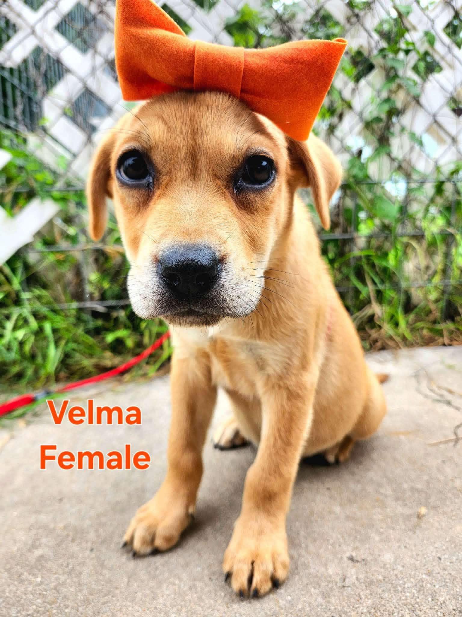 Velma, a ADOPTABLE mixed breed in Columbia, MD image 3/5