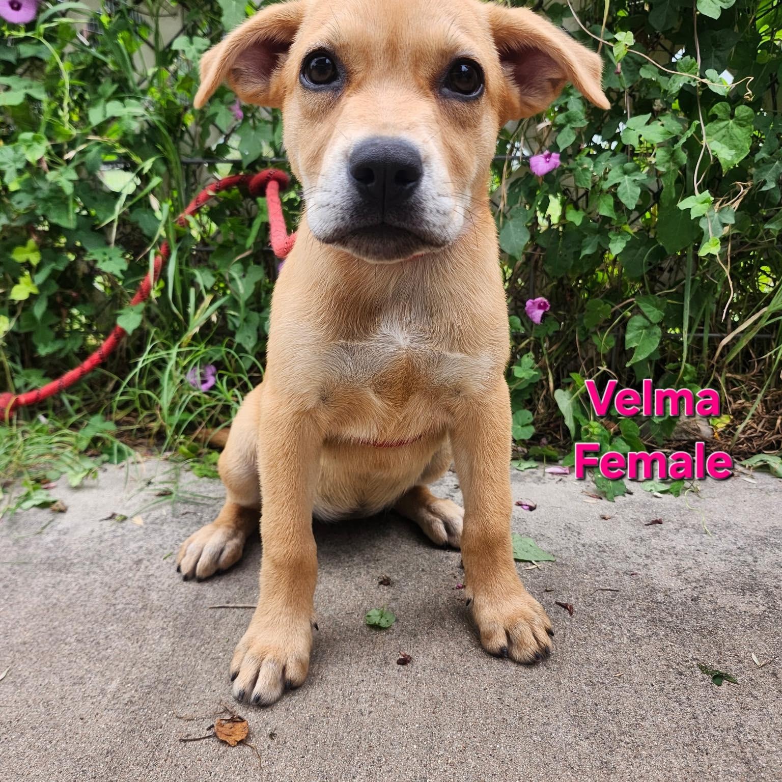 Velma, a ADOPTABLE mixed breed in Columbia, MD image 2/5