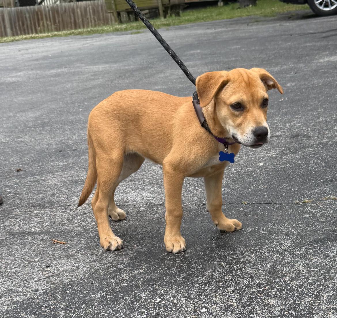 Velma, a ADOPTABLE mixed breed in Columbia, MD image 5/5
