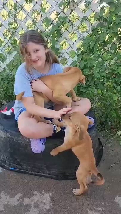 Enlarge Velma, a ADOPTABLE mixed breed in Columbia, MD video 4/5