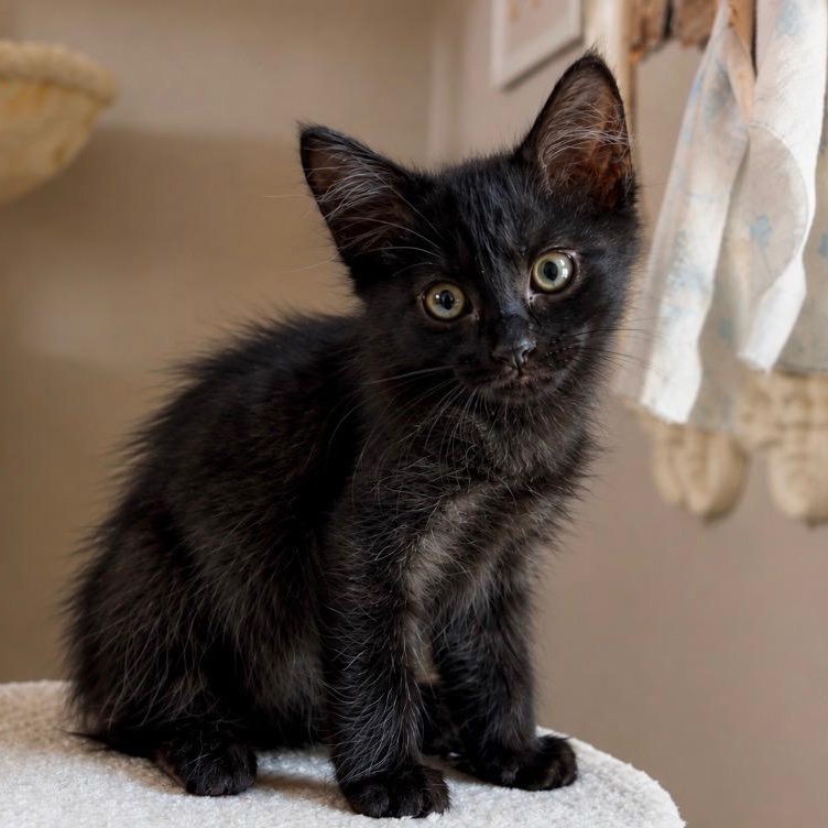 Enlarge Lola, an adopted Domestic Medium Hair in Mesa, AZ image 3/3