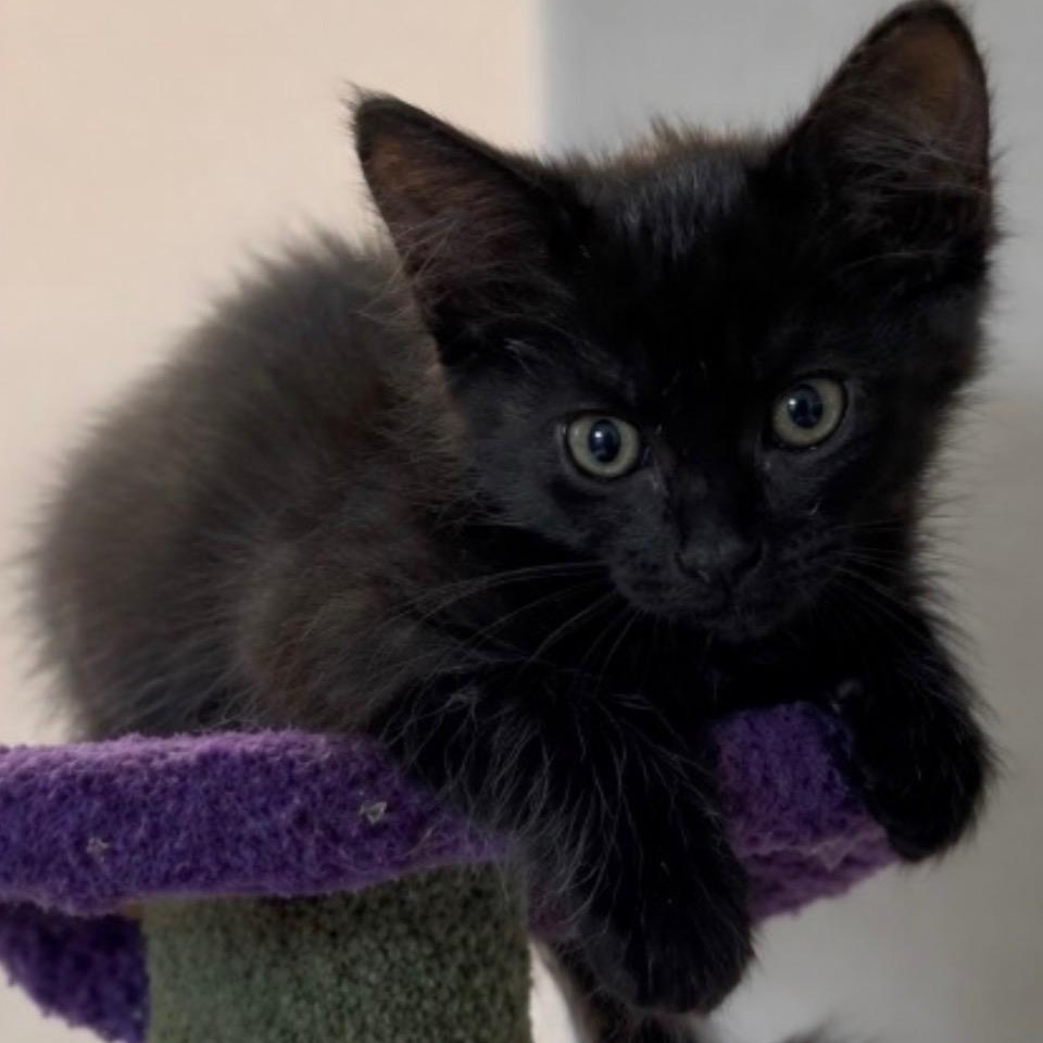 Lola, adopted, Kitten Female Domestic Medium Hair.