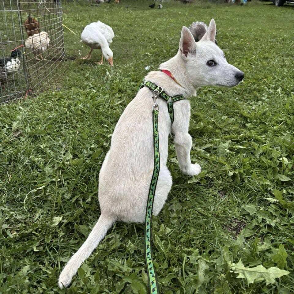 Kodiak, an adoptable Husky, Labrador Retriever in Winnipeg, MB, R2C 1P2 | Photo Image 3