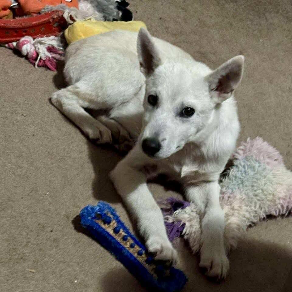 Kodiak, an adoptable Husky, Labrador Retriever in Winnipeg, MB, R2C 1P2 | Photo Image 2