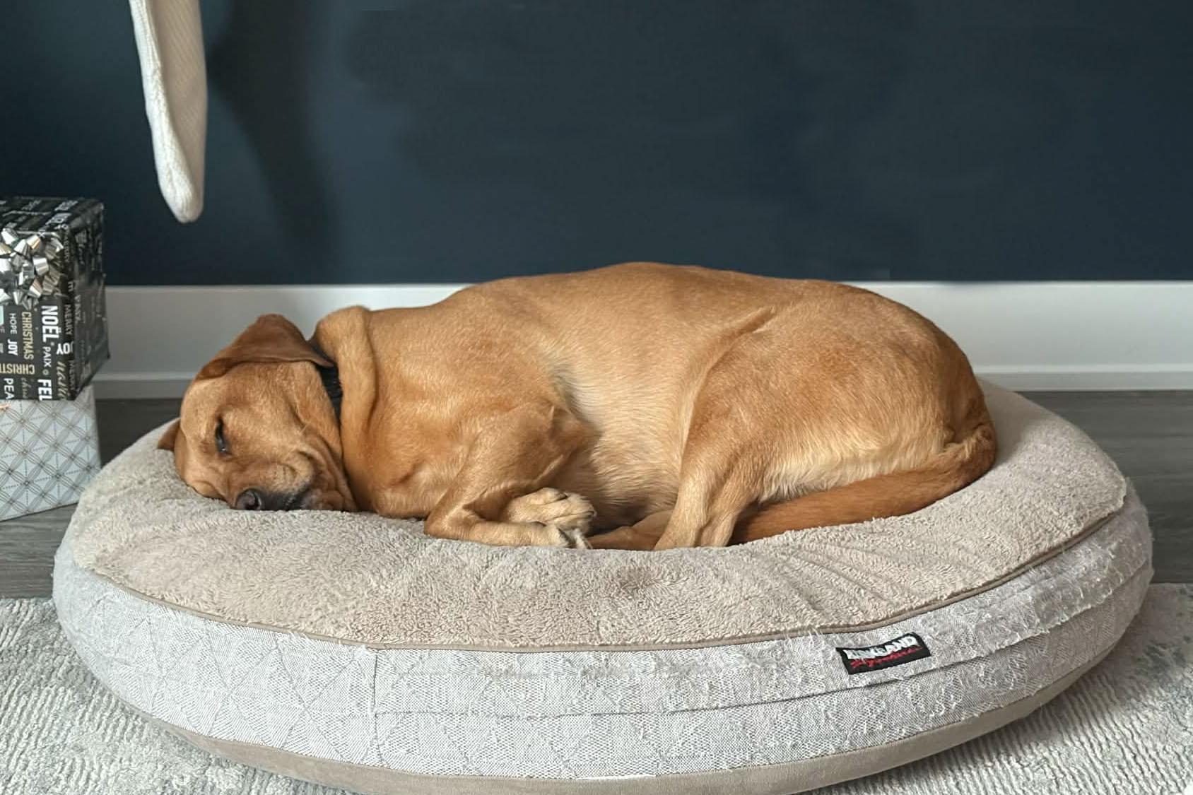 Enlarge Blue - Courtesy Listing, a ADOPTABLE Labrador Retriever in Carlsbad Springs, ON image 6/6