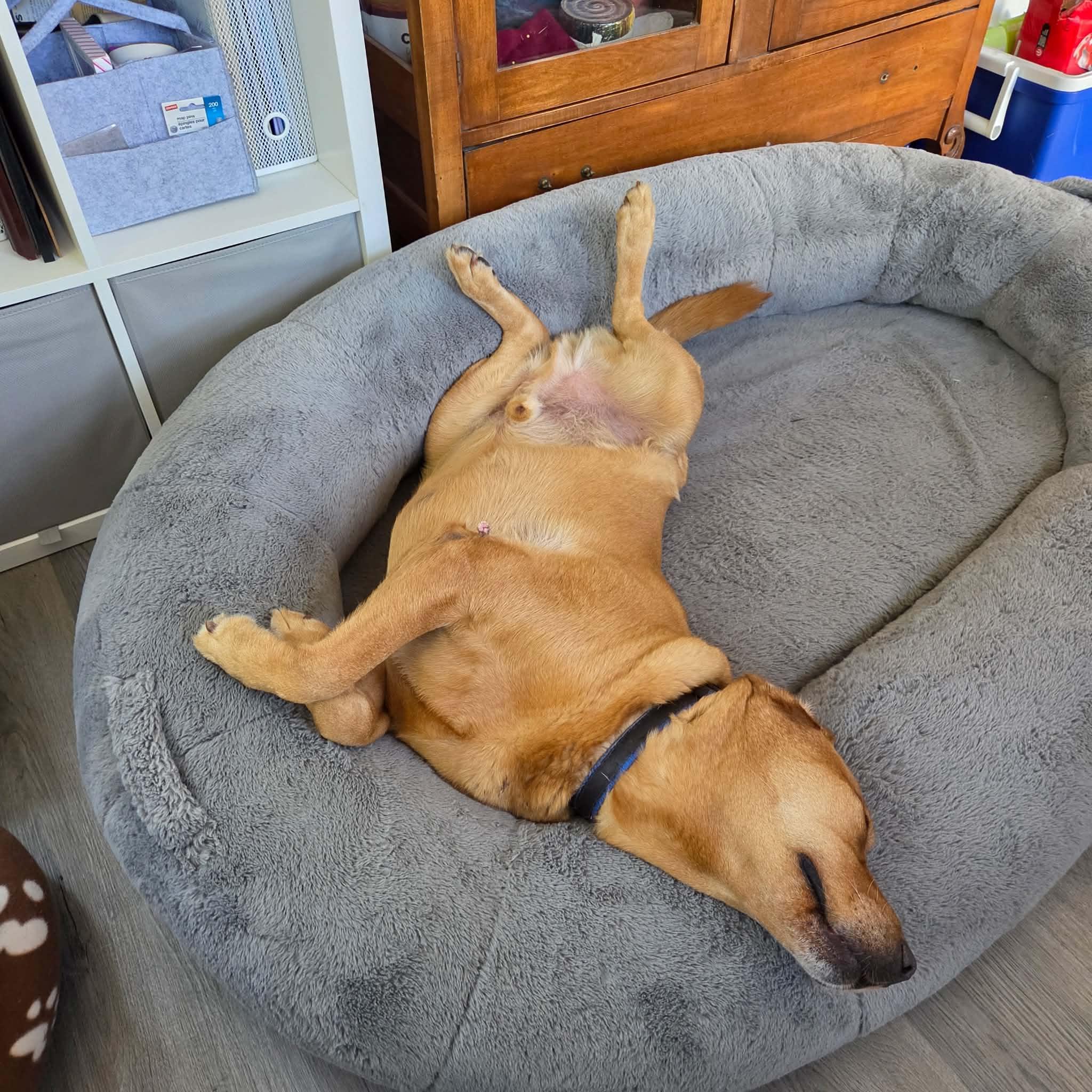 Enlarge Blue - Courtesy Listing, a ADOPTABLE Labrador Retriever in Carlsbad Springs, ON image 5/6