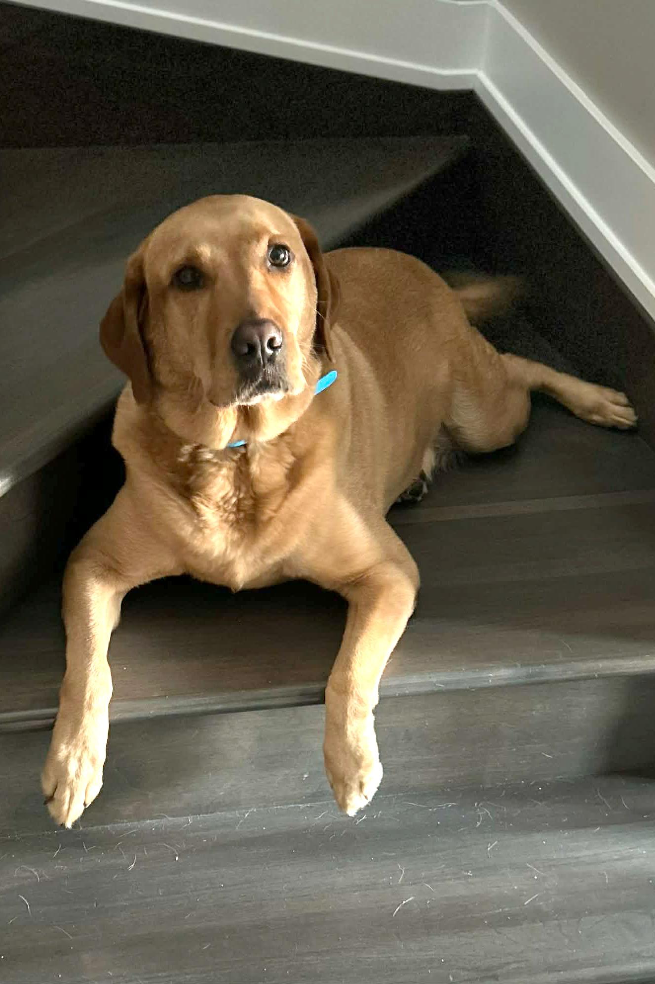 Blue - Courtesy Listing, ADOPTABLE, Senior Male Labrador Retriever.
