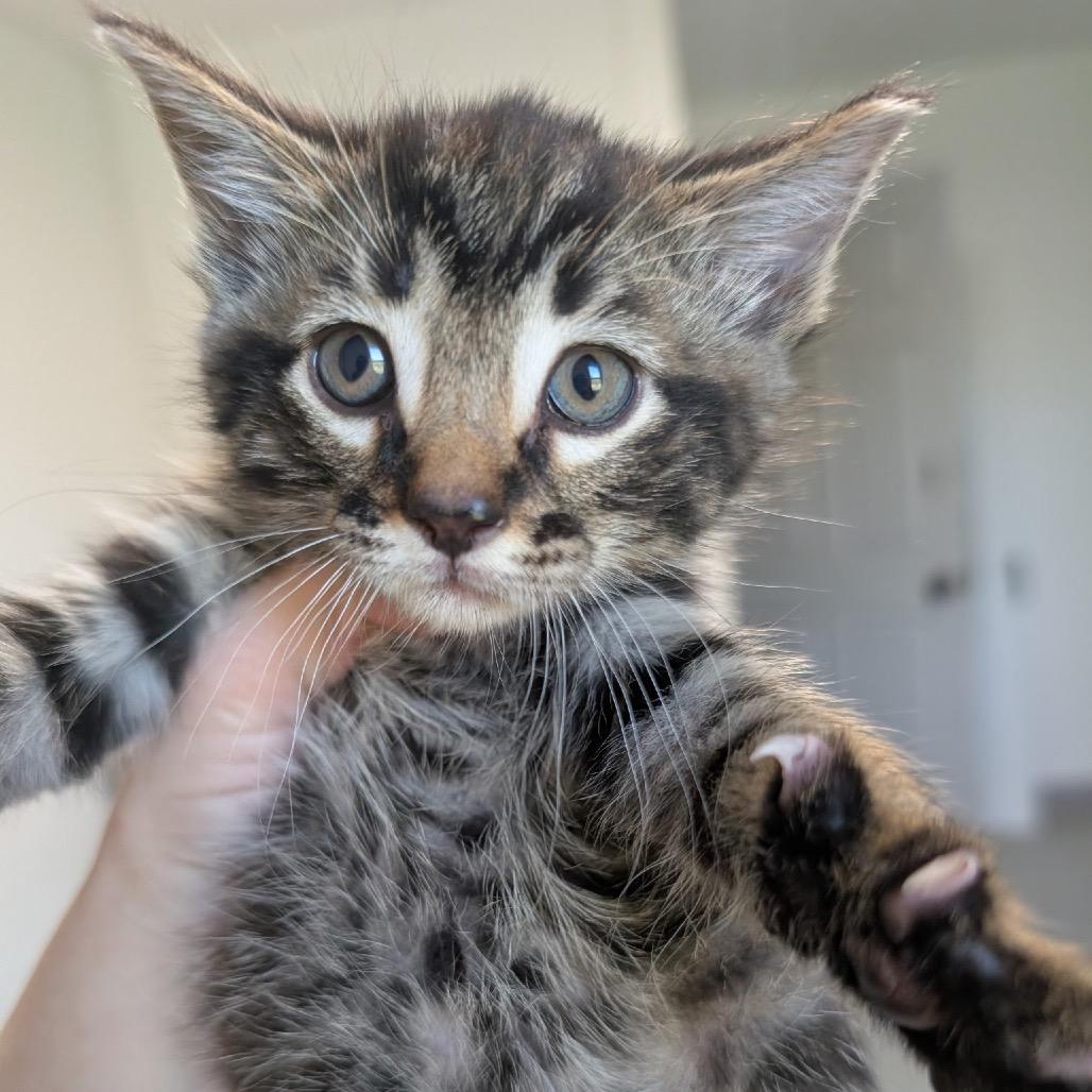 Lynx, a Adoptable mixed breed in Blair, WI image 2/2