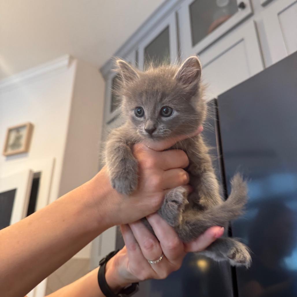 Cat #6, Adoptable, Kitten Female Domestic Medium Hair.