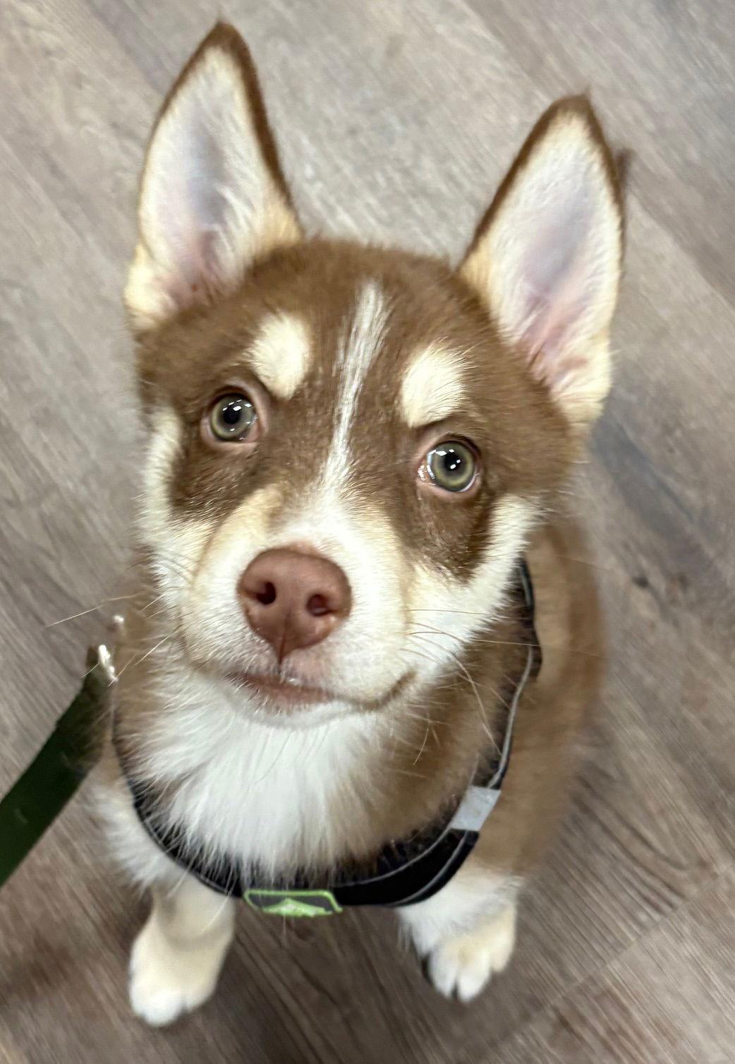 Enlarge Cedar, a Adoptable Husky in Oxford, MI image 1/3