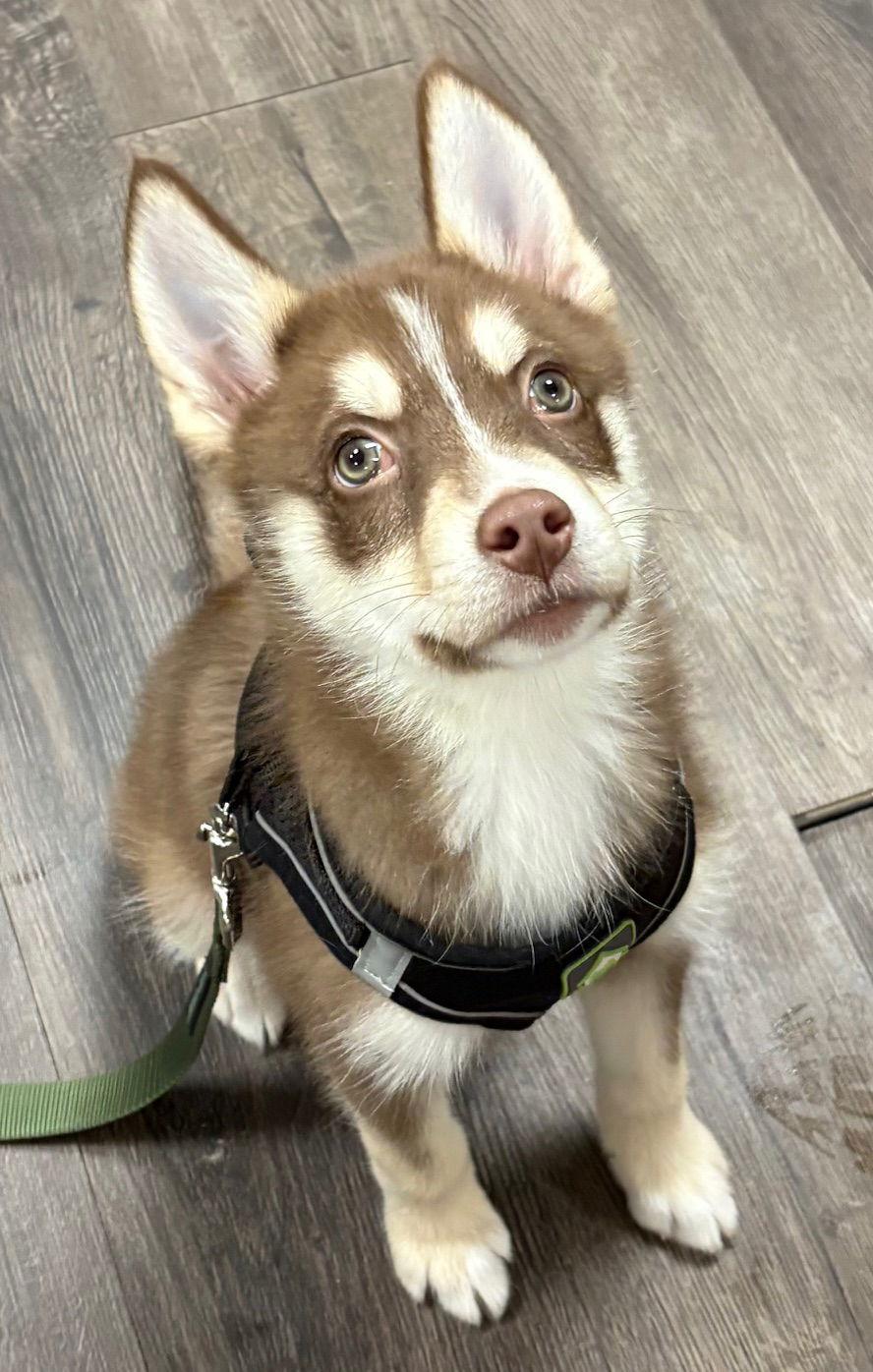 Enlarge Cedar, a Adoptable Husky in Oxford, MI image 3/3
