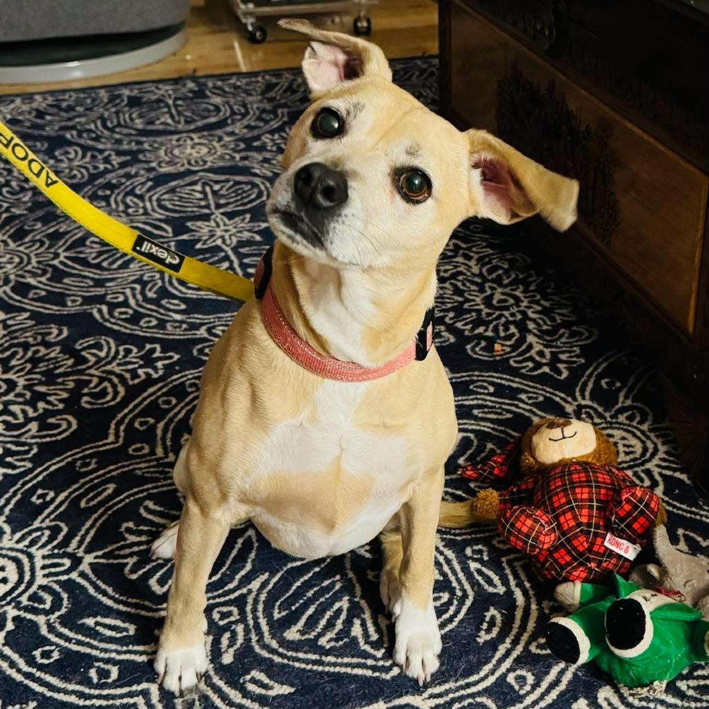 Sage, Adoptable, Senior Female Terrier & Mixed Breed.