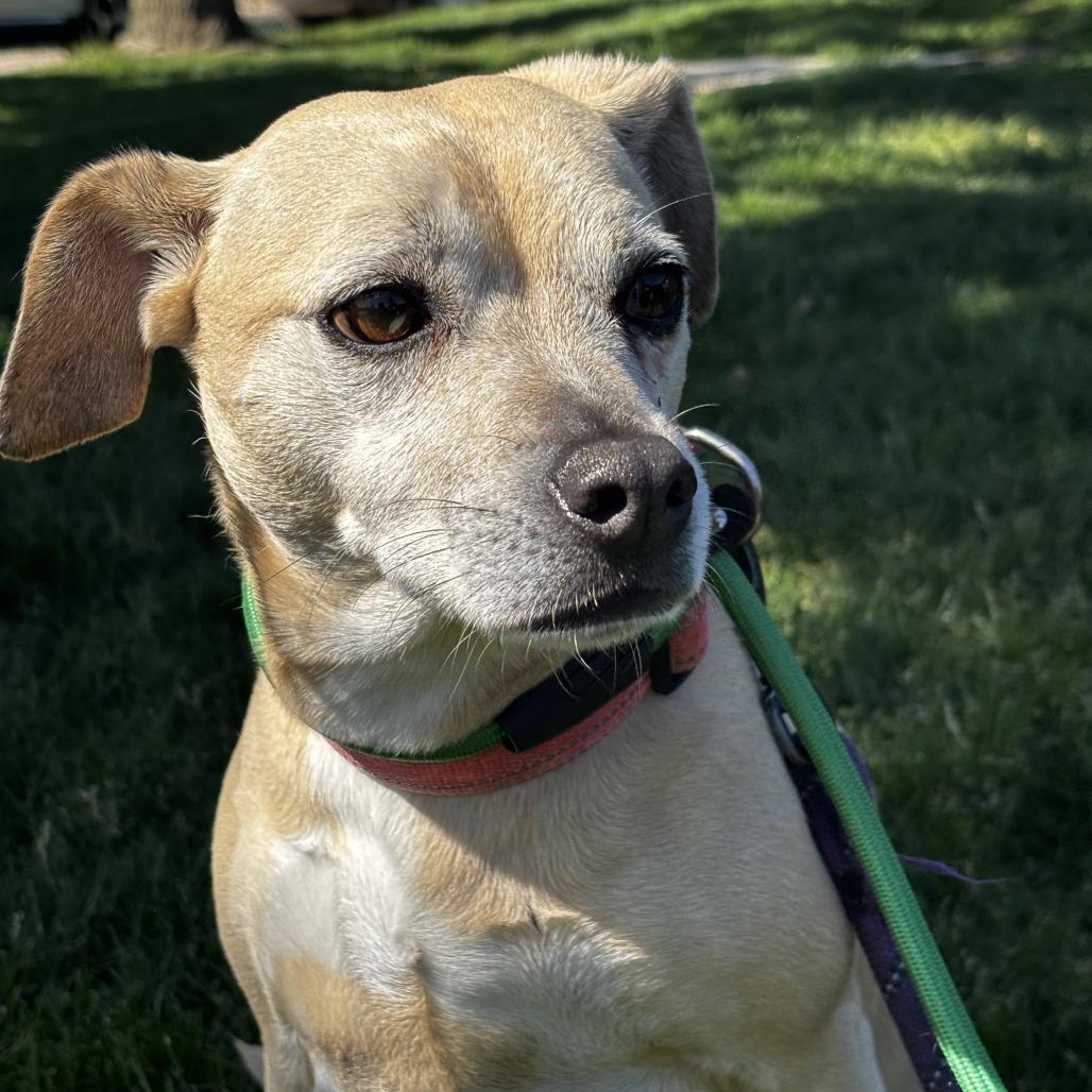 Sage, a Adoptable mixed breed in Northbrook, IL image 2/6