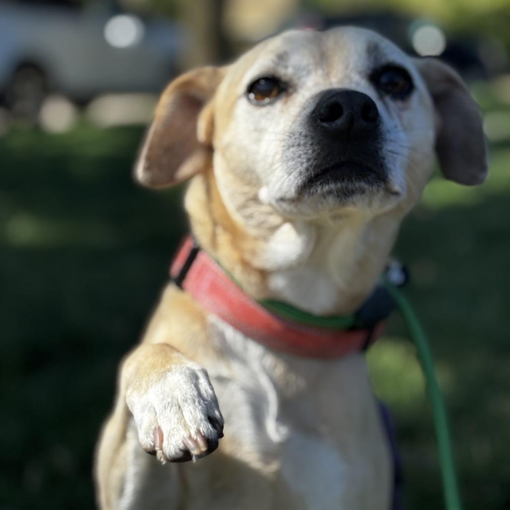 Sage, a Adoptable mixed breed in Northbrook, IL image 3/6