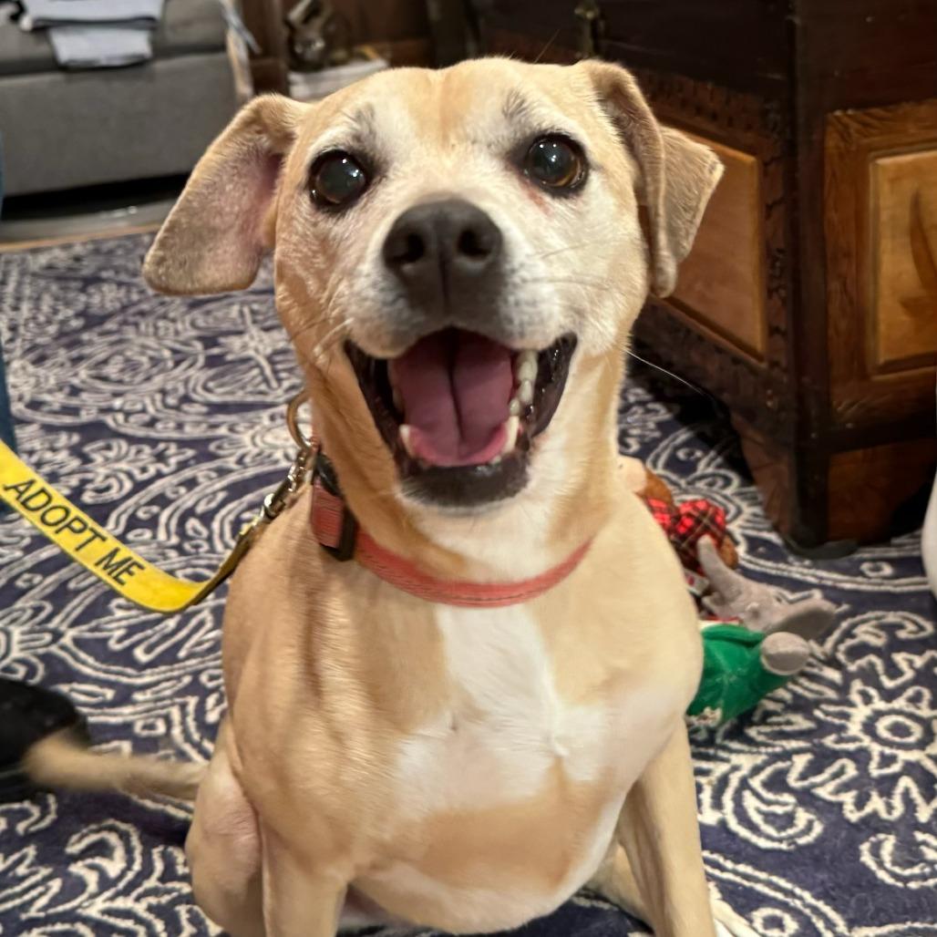 Sage, a Adoptable mixed breed in Northbrook, IL image 4/6