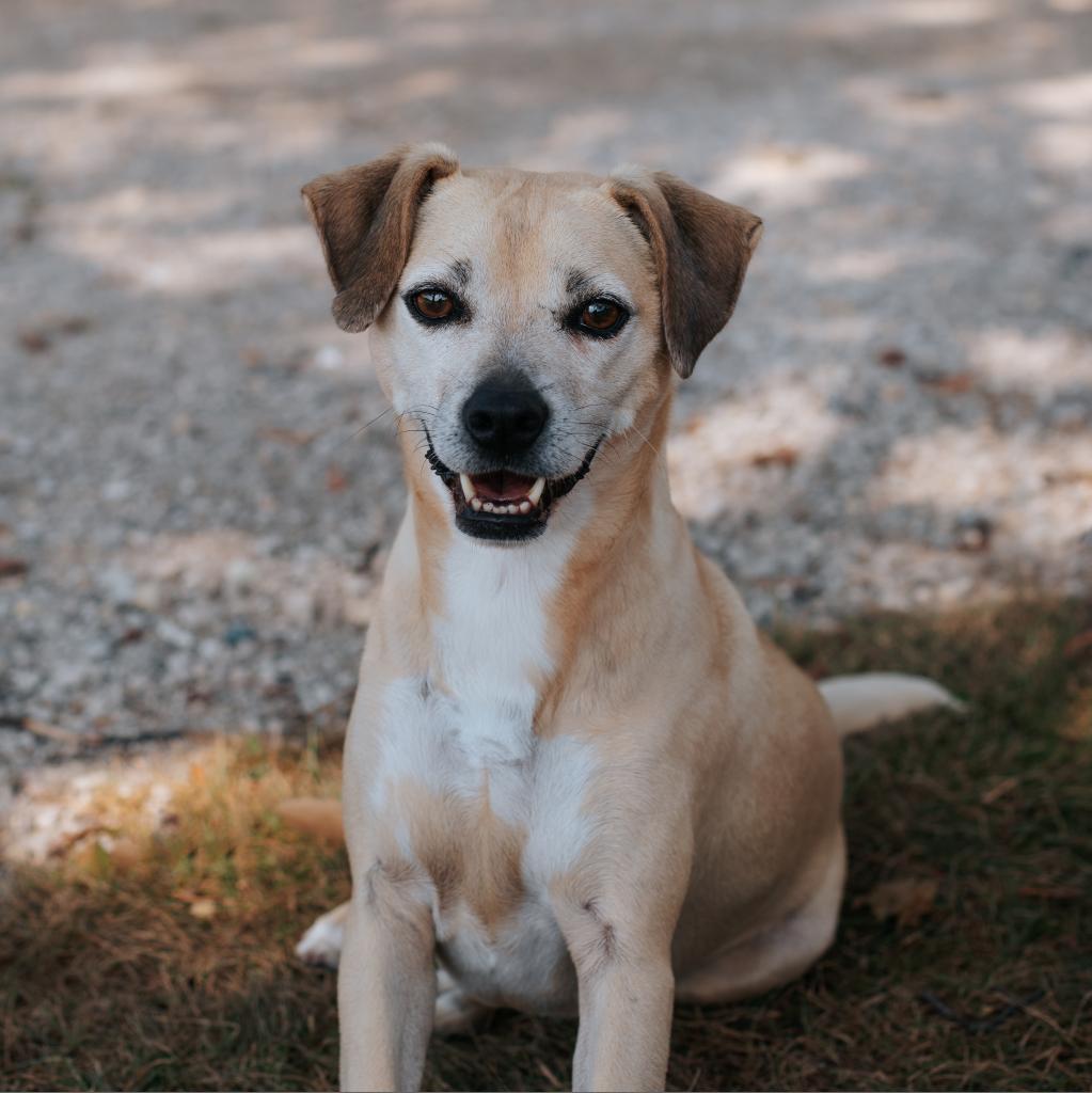 Sage, a Adoptable mixed breed in Northbrook, IL image 5/6