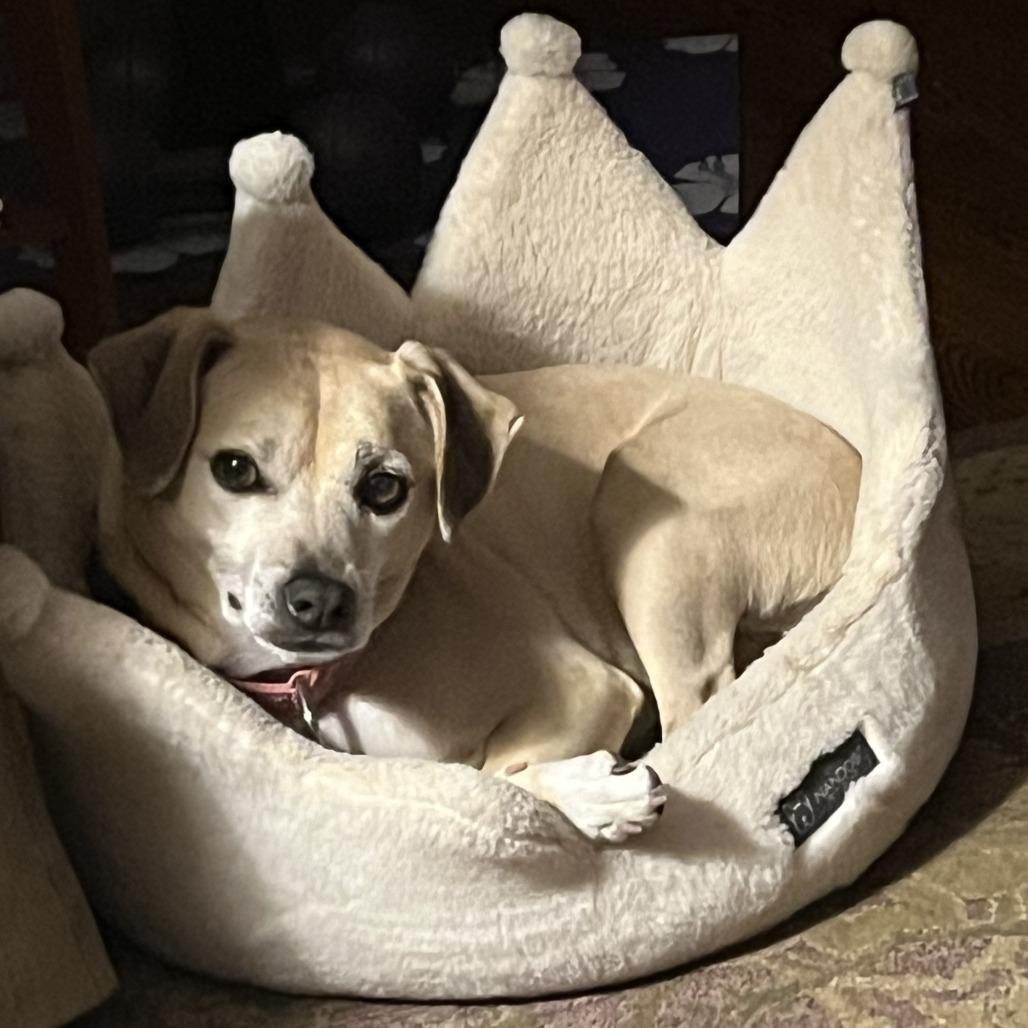 Sage, a Adoptable mixed breed in Northbrook, IL image 6/6